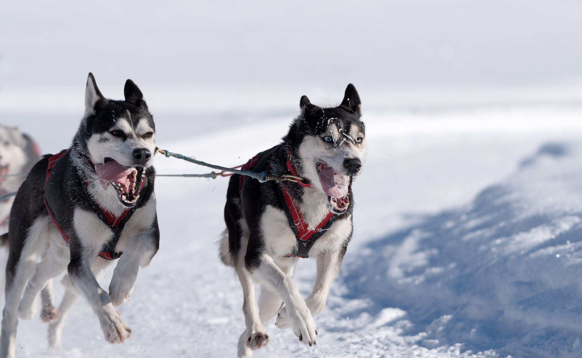 Nikon AF-S Nikkor 200-500mm F5.6E ED VR sample photo. Schlittenhunderennen maria alm photography