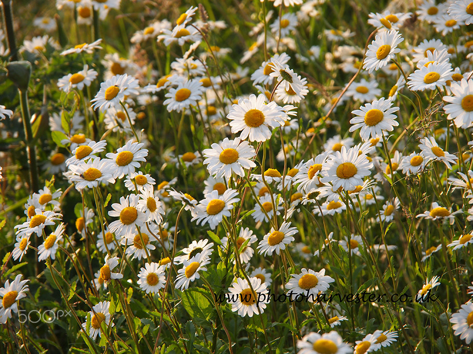 Olympus PEN E-PL1 sample photo. Ox eye daises on the verge photography