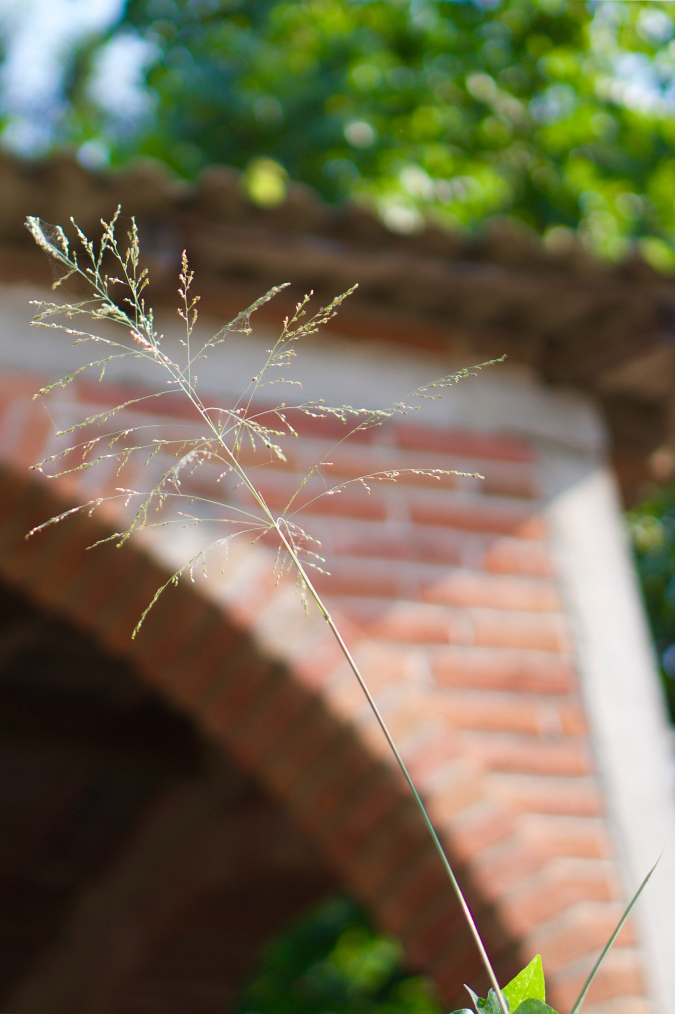 Sony Alpha a5000 (ILCE 5000) + E 50mm F1.8 OSS sample photo