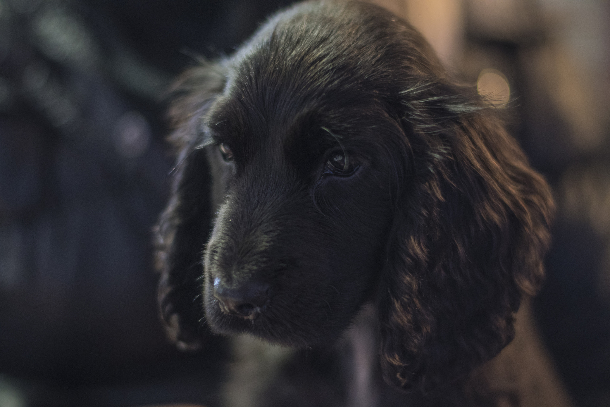 Nikon D500 + Nikon AF-S Nikkor 50mm F1.4G sample photo. This lovely dog is joining the family today. his name is max. photography