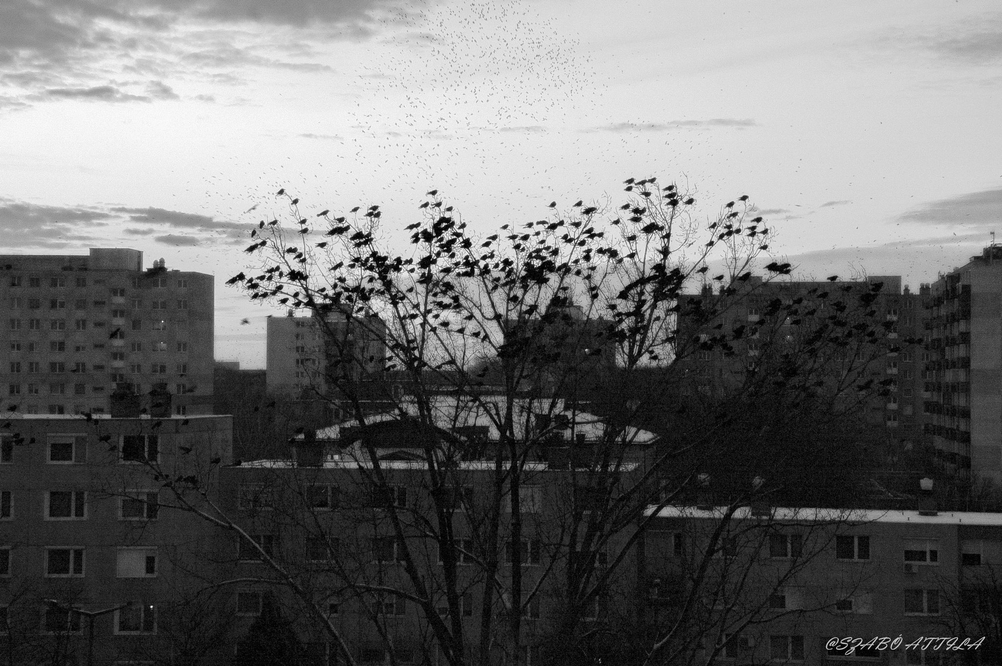 Nikon D70s sample photo. Nyíregyháza photography