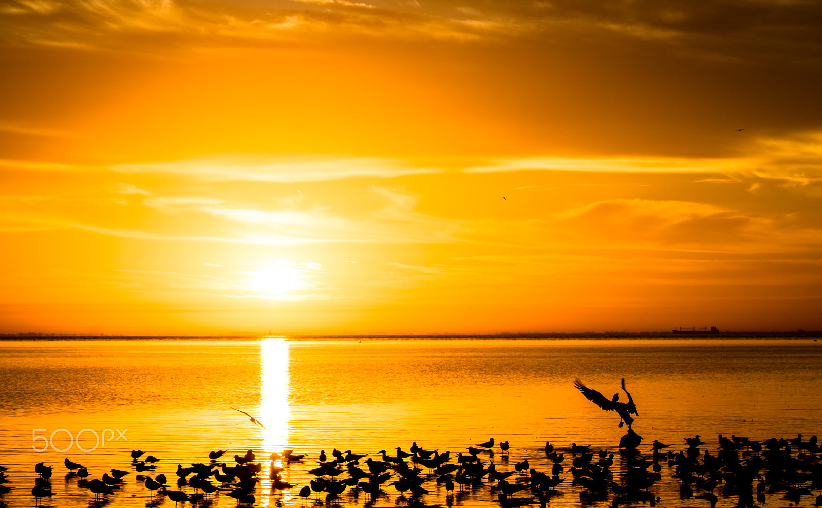 Sony ILCA-77M2 sample photo. Golden birds photography