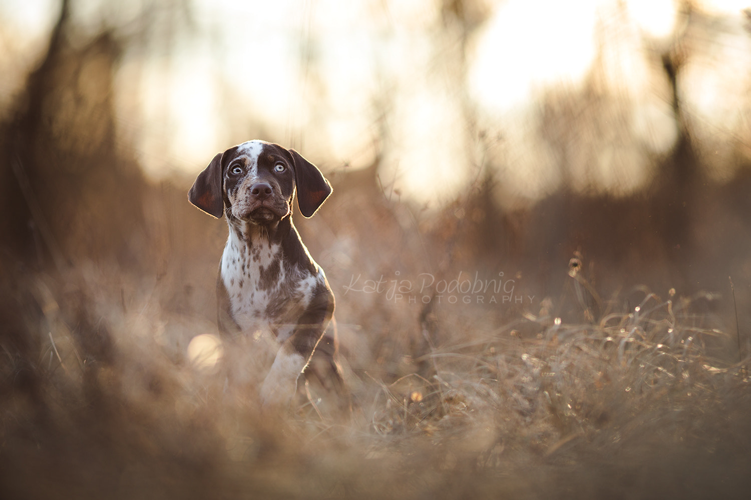 Canon EOS 5D Mark IV + Canon EF 135mm F2L USM sample photo. Ava photography