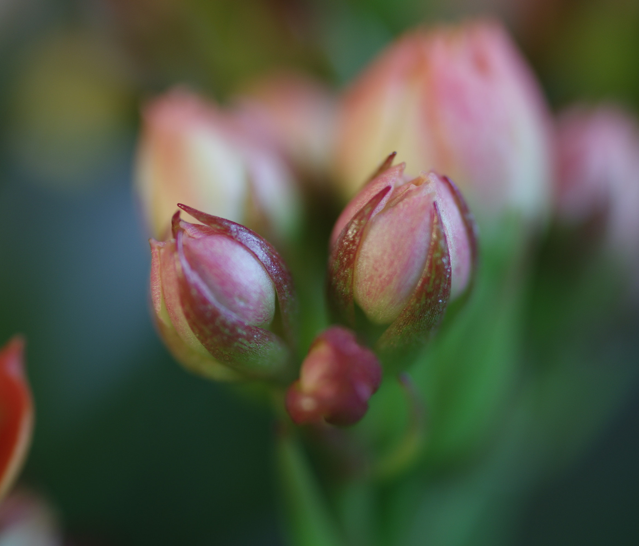 Pentax K-3 + Pentax smc D-FA 50mm F2.8 Macro sample photo