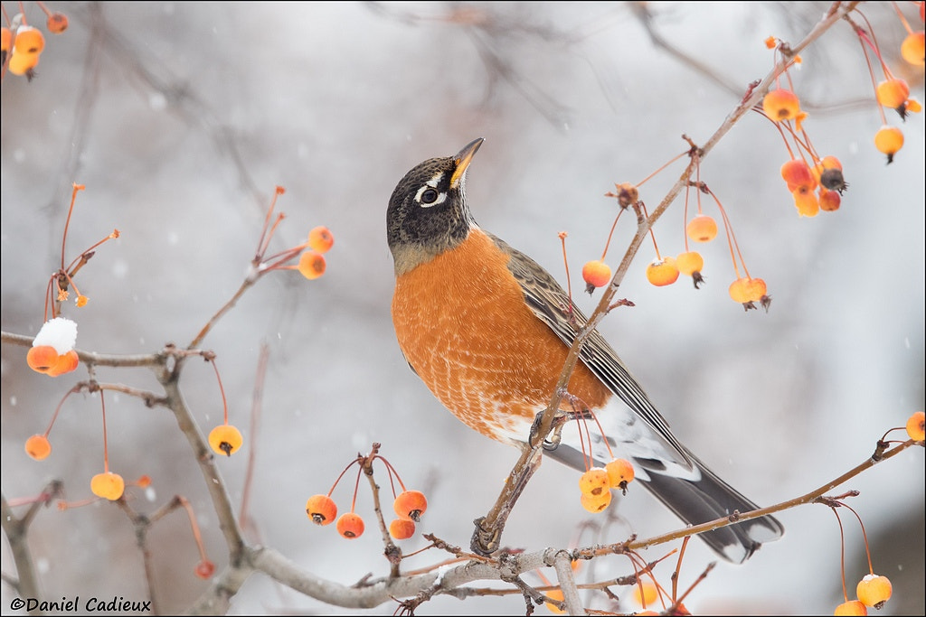 Canon EF 500mm F4L IS II USM sample photo. American robin photography