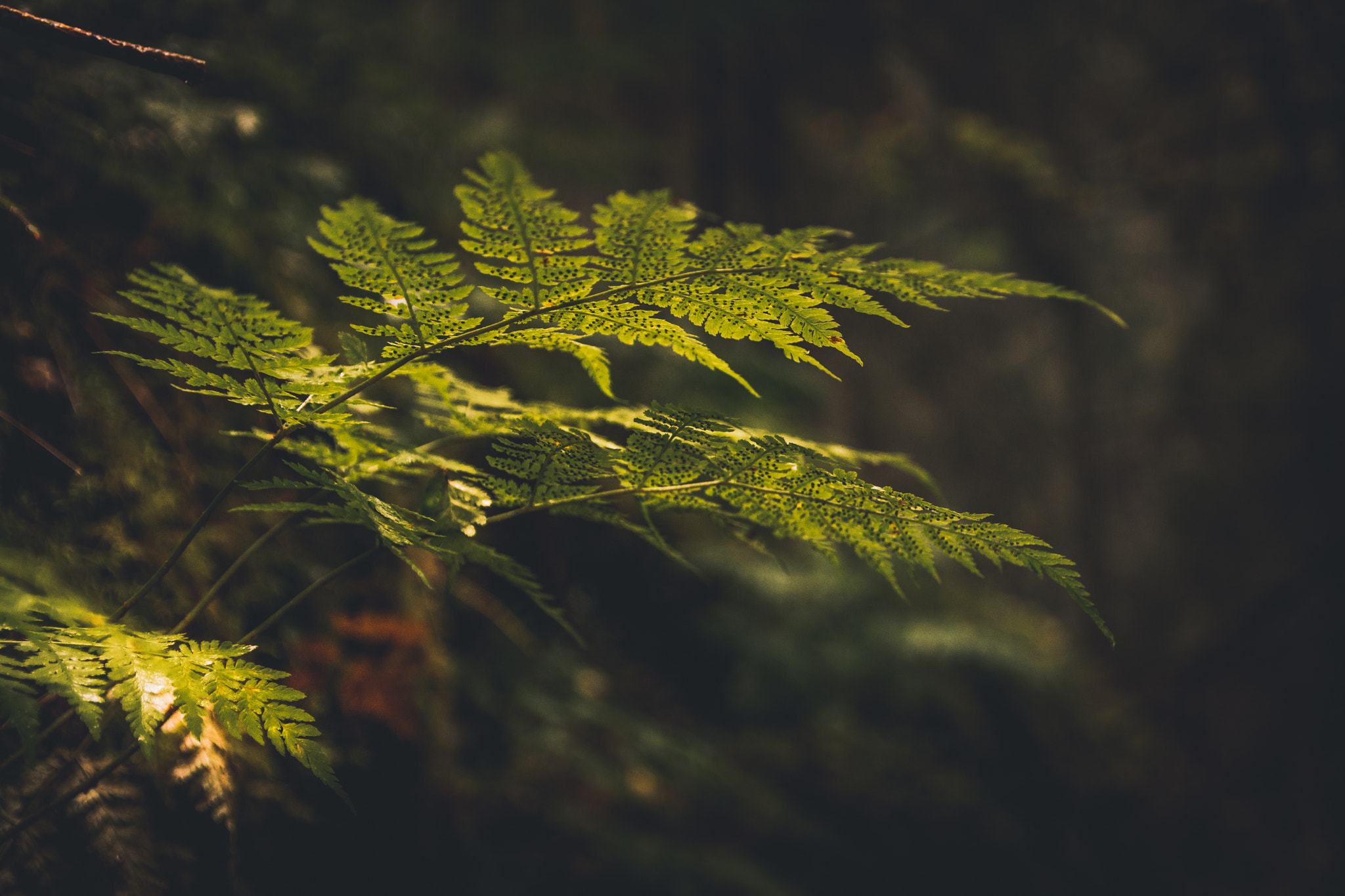 Sigma 17-50mm F2.8 EX DC OS HSM sample photo. Fern photography