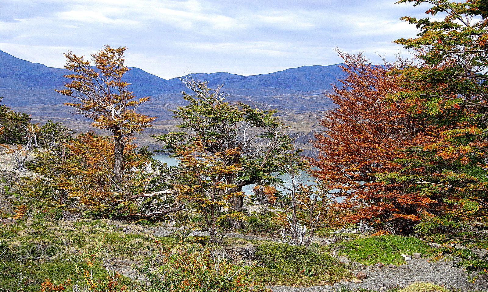 Pentax *ist DS sample photo. Autumn in patagonia photography