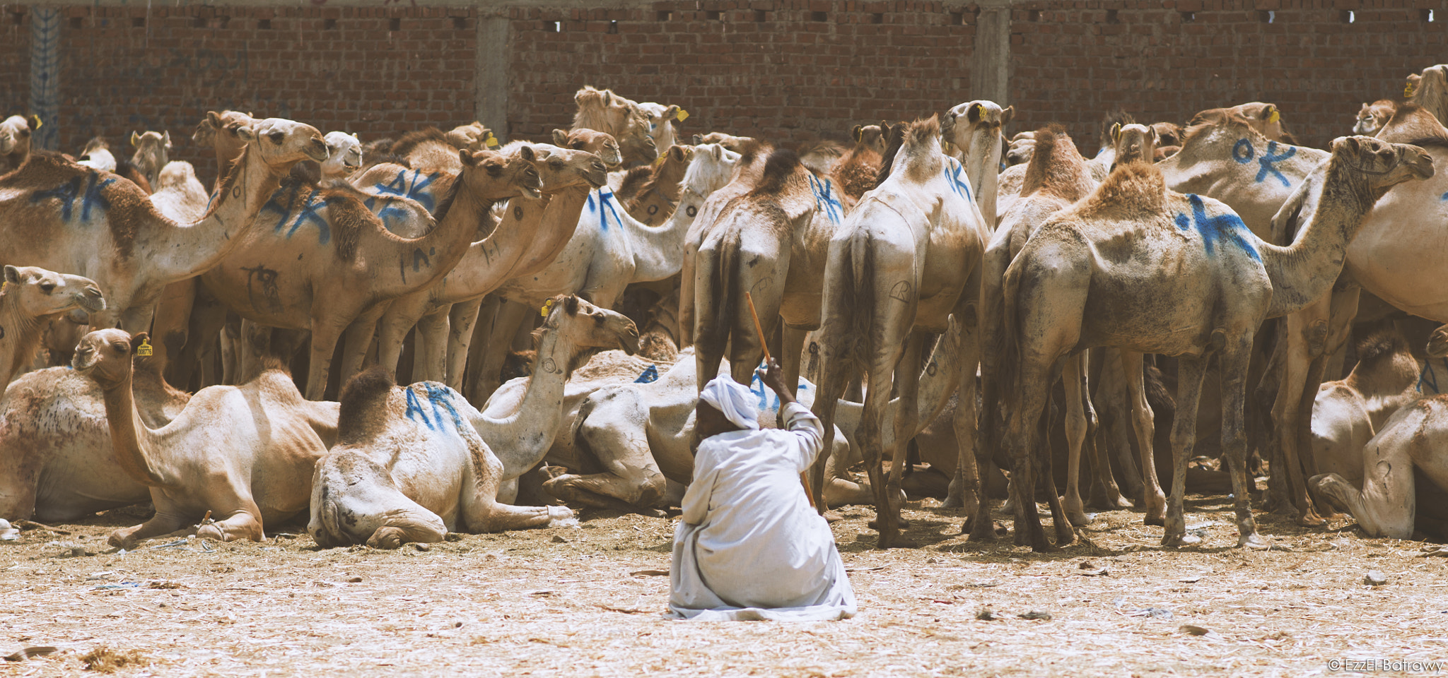 Nikon D90 + Nikon AF-S Nikkor 85mm F1.8G sample photo. Camels market - story #4 photography