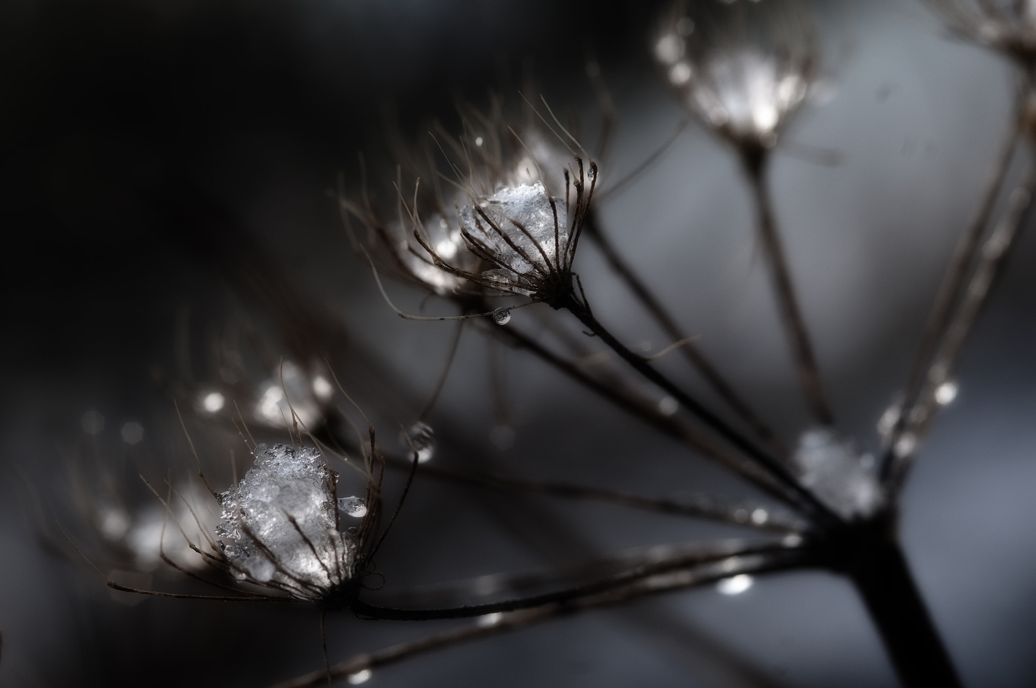 Nikon AF-S Micro-Nikkor 105mm F2.8G IF-ED VR sample photo. Drop photography