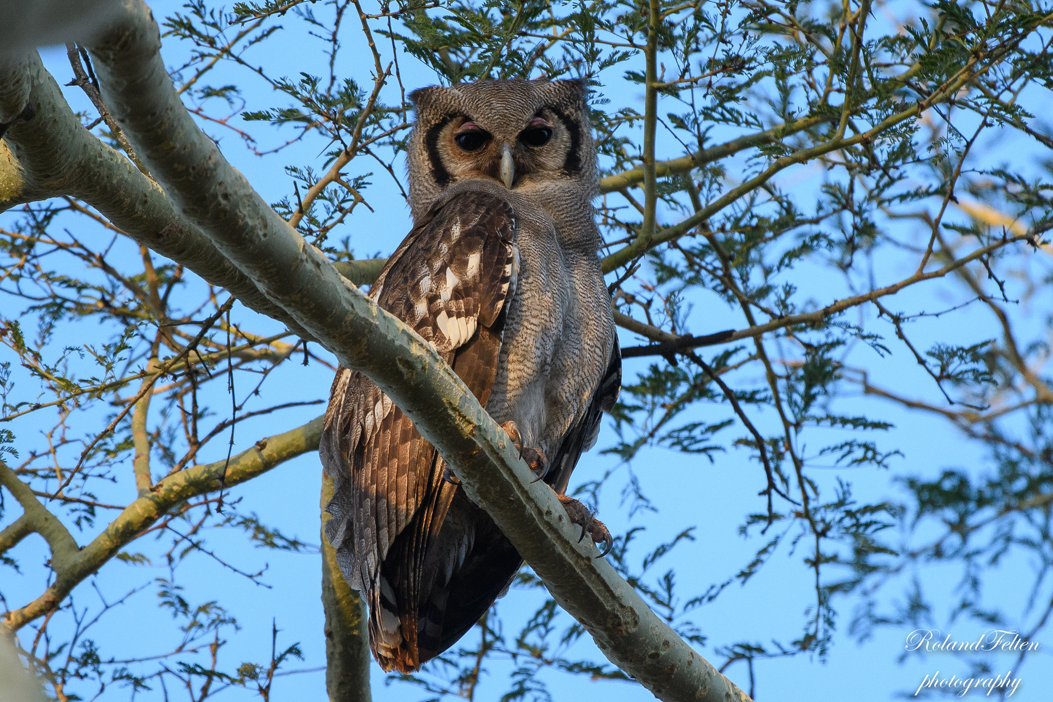 Nikon D500 sample photo. Verreaux's eagle owl photography