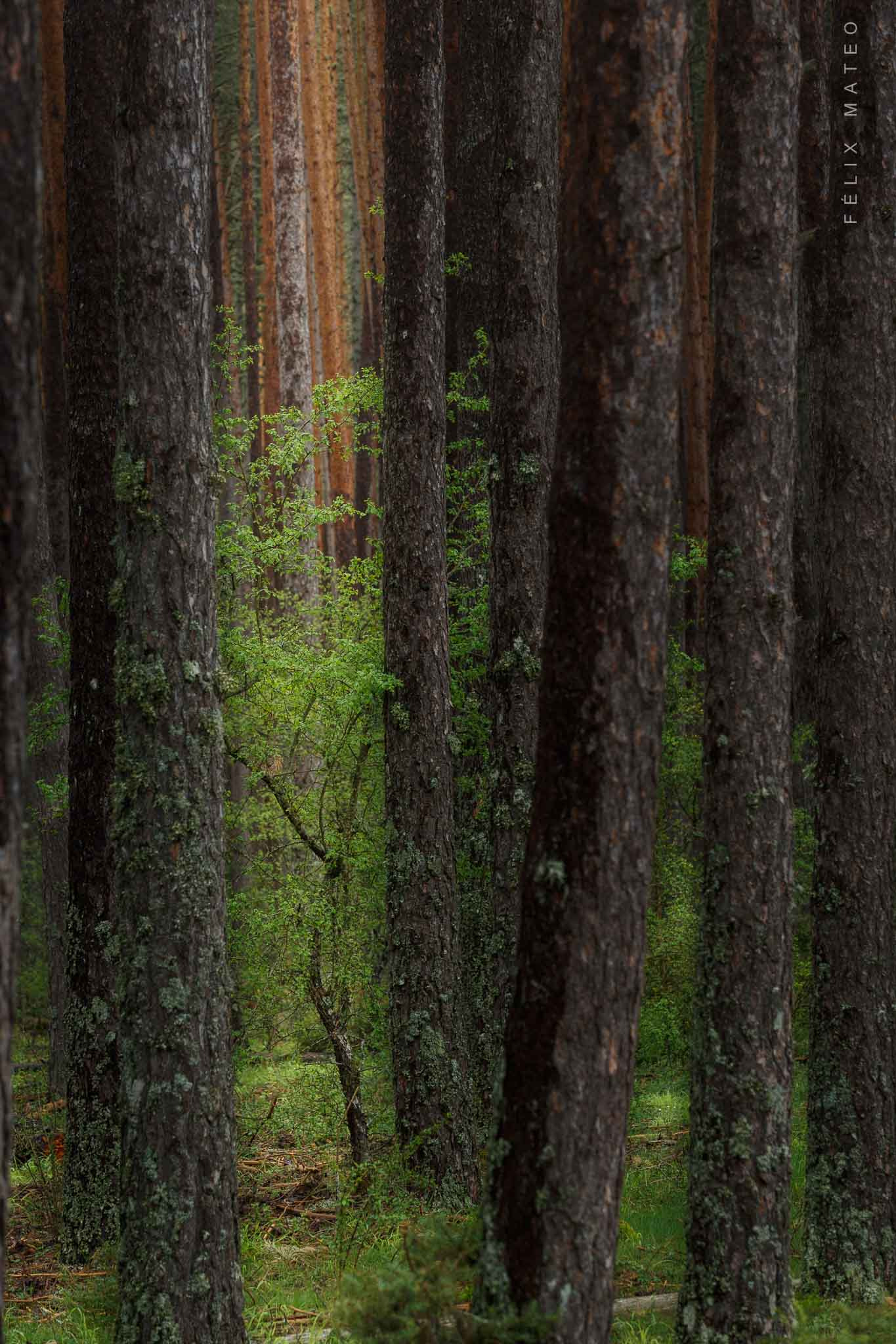 Canon EOS-1D X + Canon EF 70-200mm F2.8L USM sample photo. Light in the forest photography