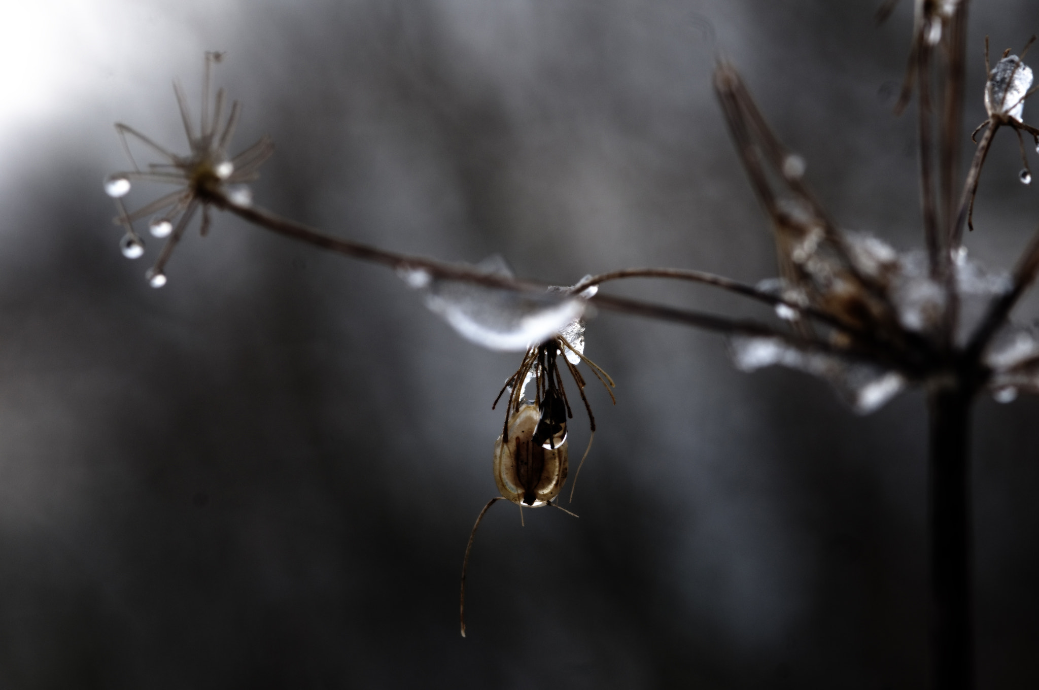 Nikon AF-S Micro-Nikkor 105mm F2.8G IF-ED VR sample photo. Drop photography