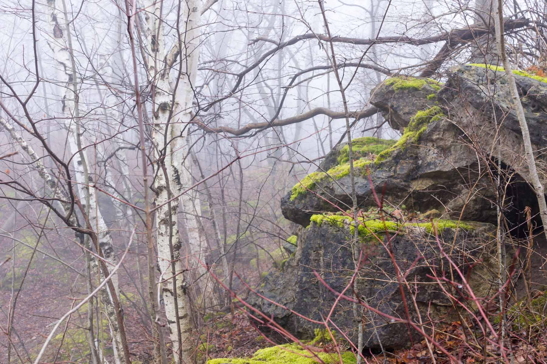 Sony Alpha NEX-5T sample photo. Birch on the escarpment photography