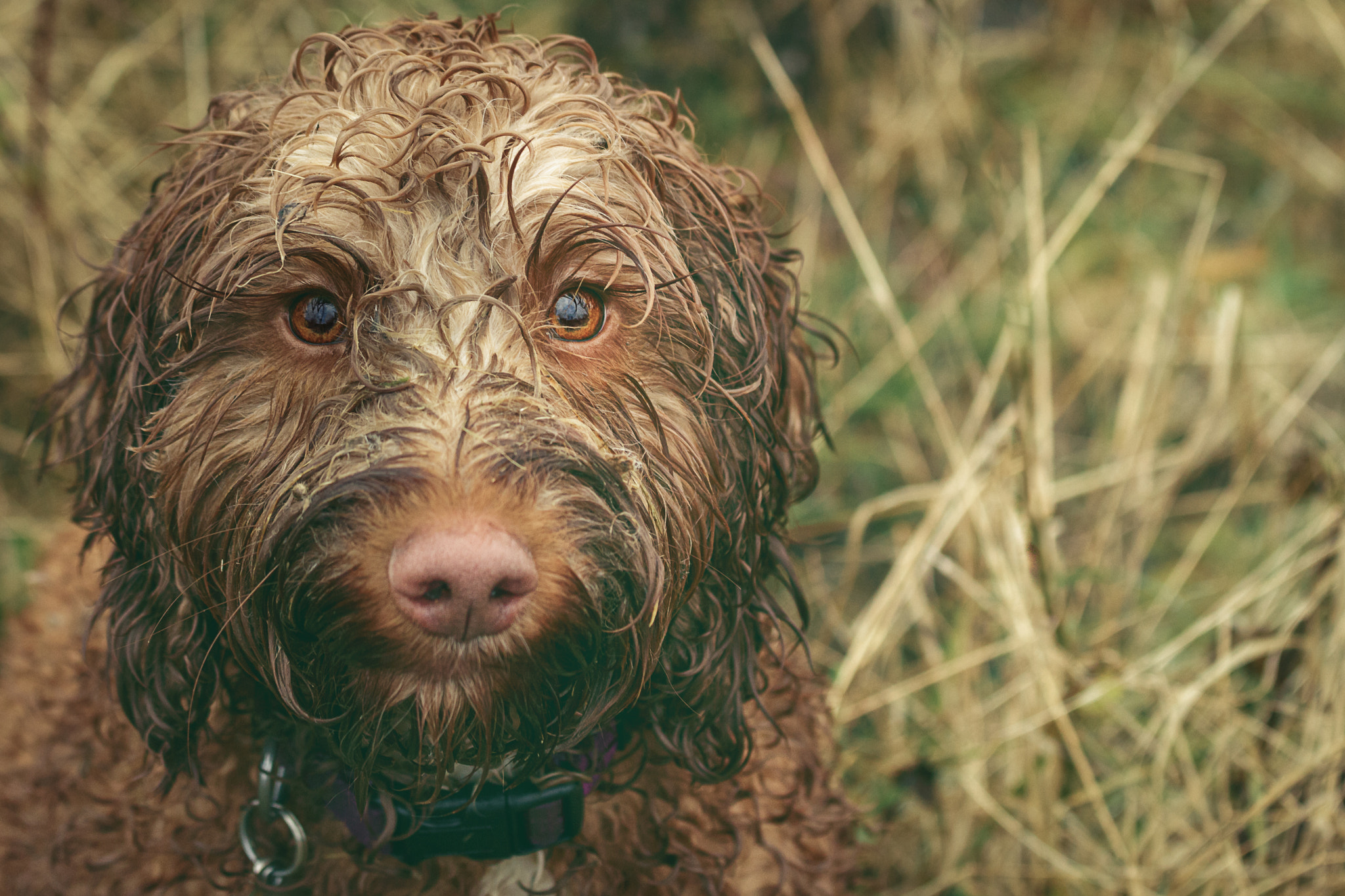 Canon EOS 700D (EOS Rebel T5i / EOS Kiss X7i) + Canon EF 70-200mm F4L IS USM sample photo. Wet and happy photography