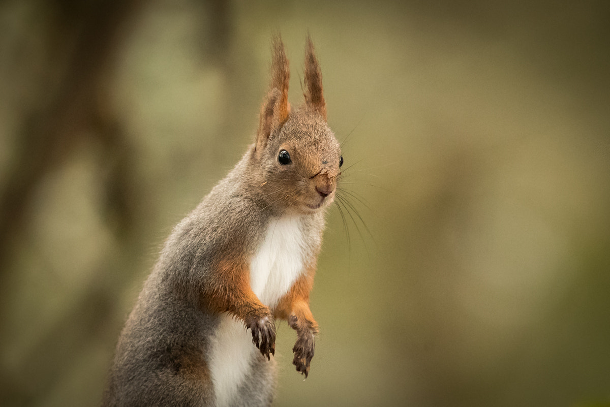 Canon EF 300mm F2.8L IS II USM sample photo. Squirrel photography