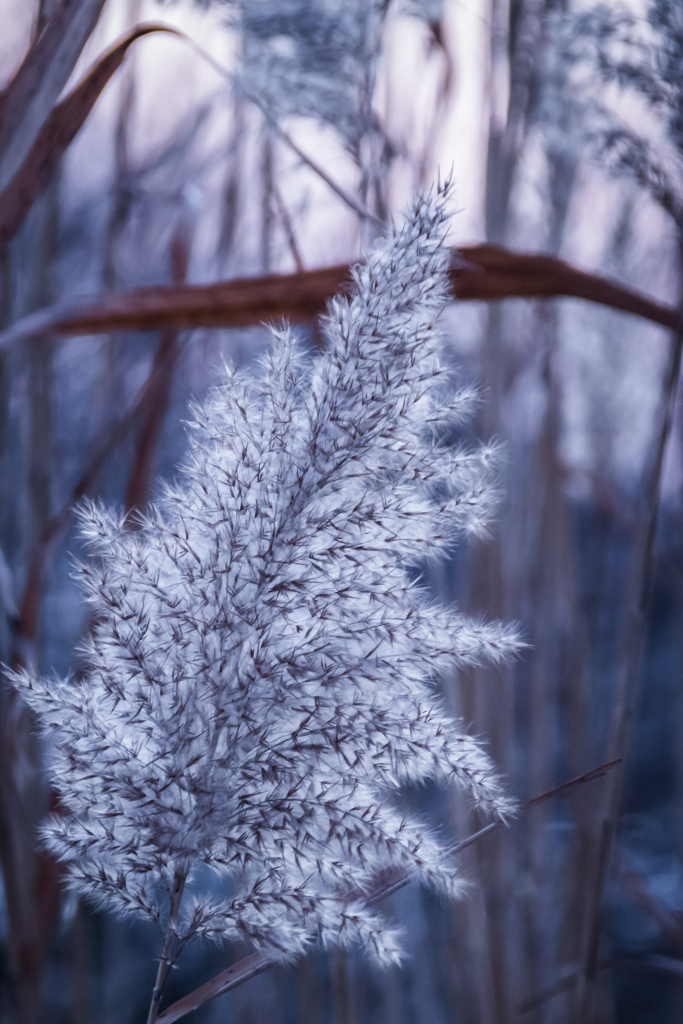 Canon EF 75-300mm F4.0-5.6 IS USM sample photo. Almost snowy photography