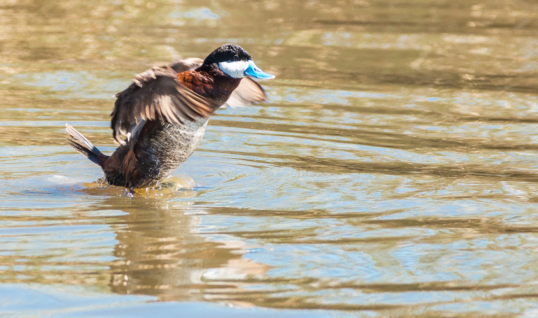 Nikon D800 + Nikon AF-S Nikkor 300mm F4D ED-IF sample photo. Ruddy duck displaying photography