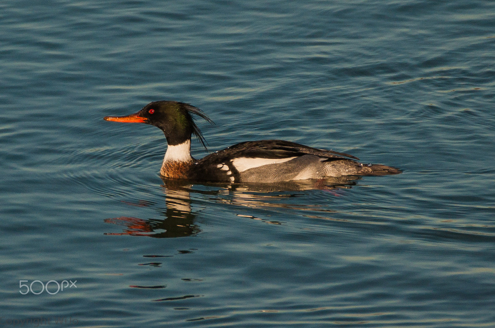 Sigma 150-600mm F5-6.3 DG OS HSM | C sample photo. Red-breasted merganser / middelste zaagbek photography