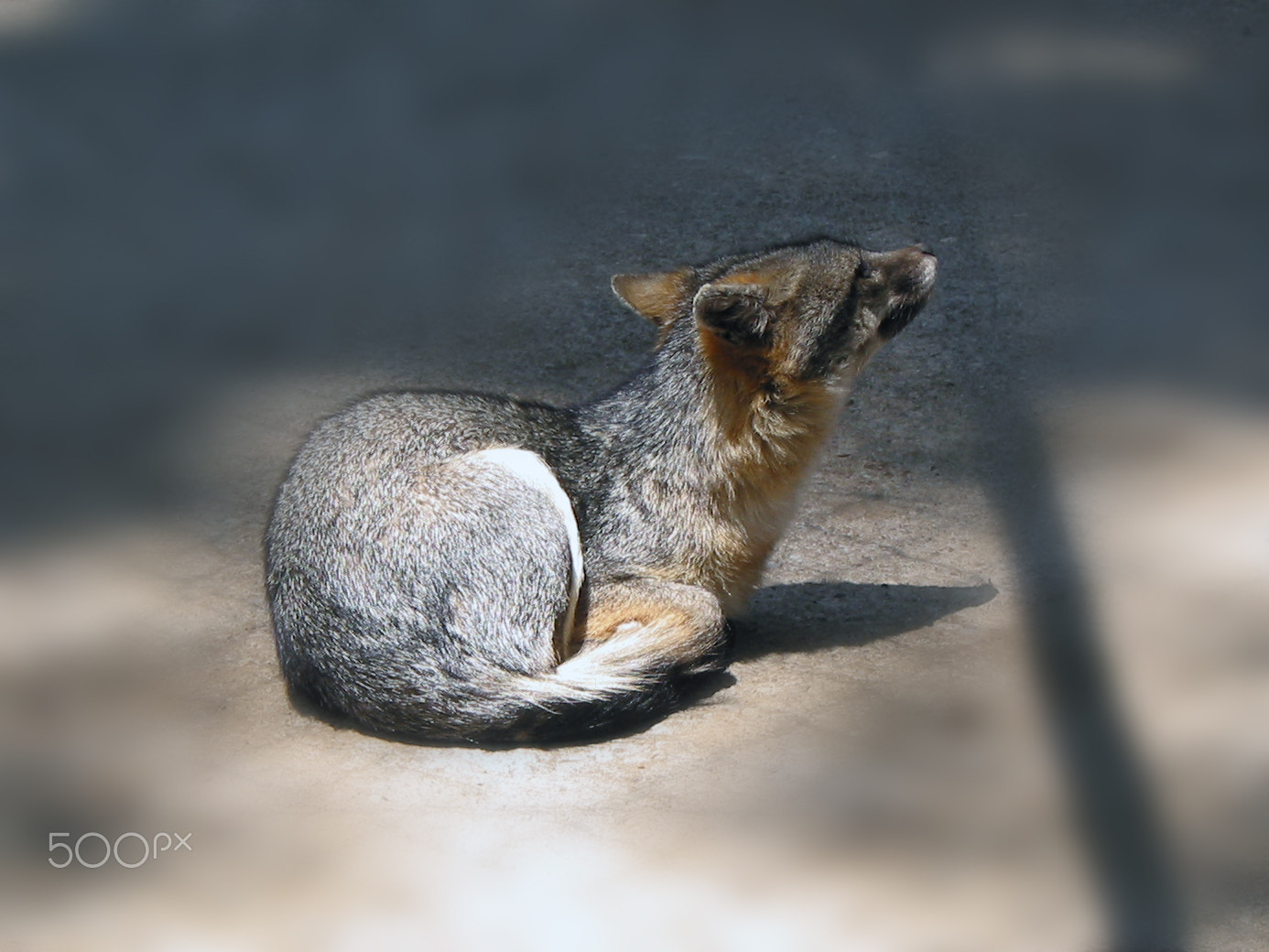Canon POWERSHOT G2 sample photo. Zorro mccabreramx photography
