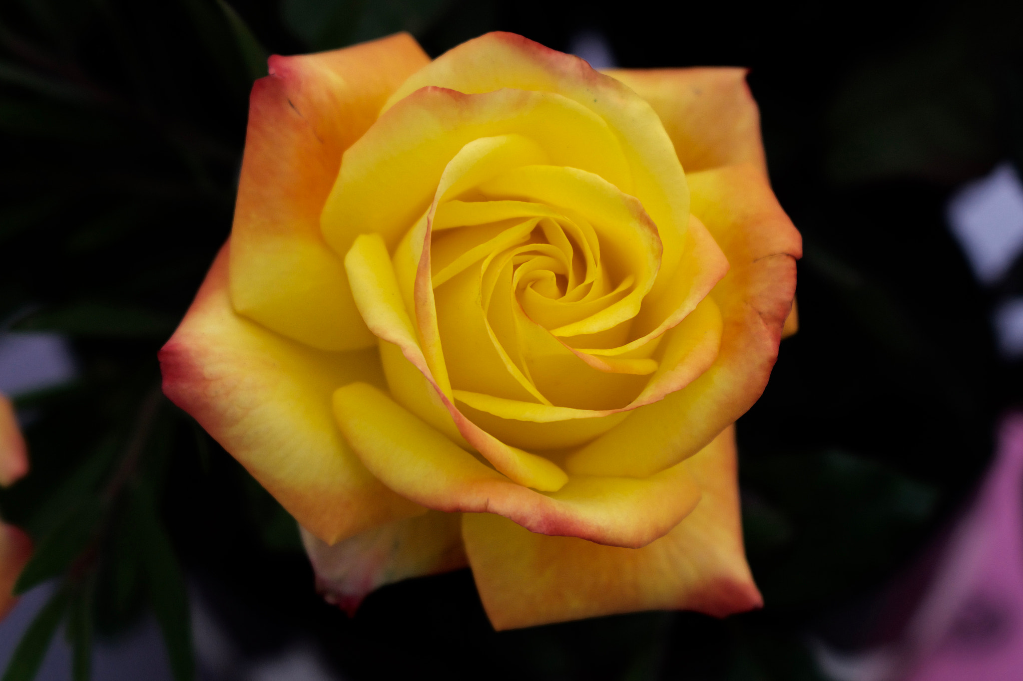 Sony a6000 sample photo. Yellow rose photography
