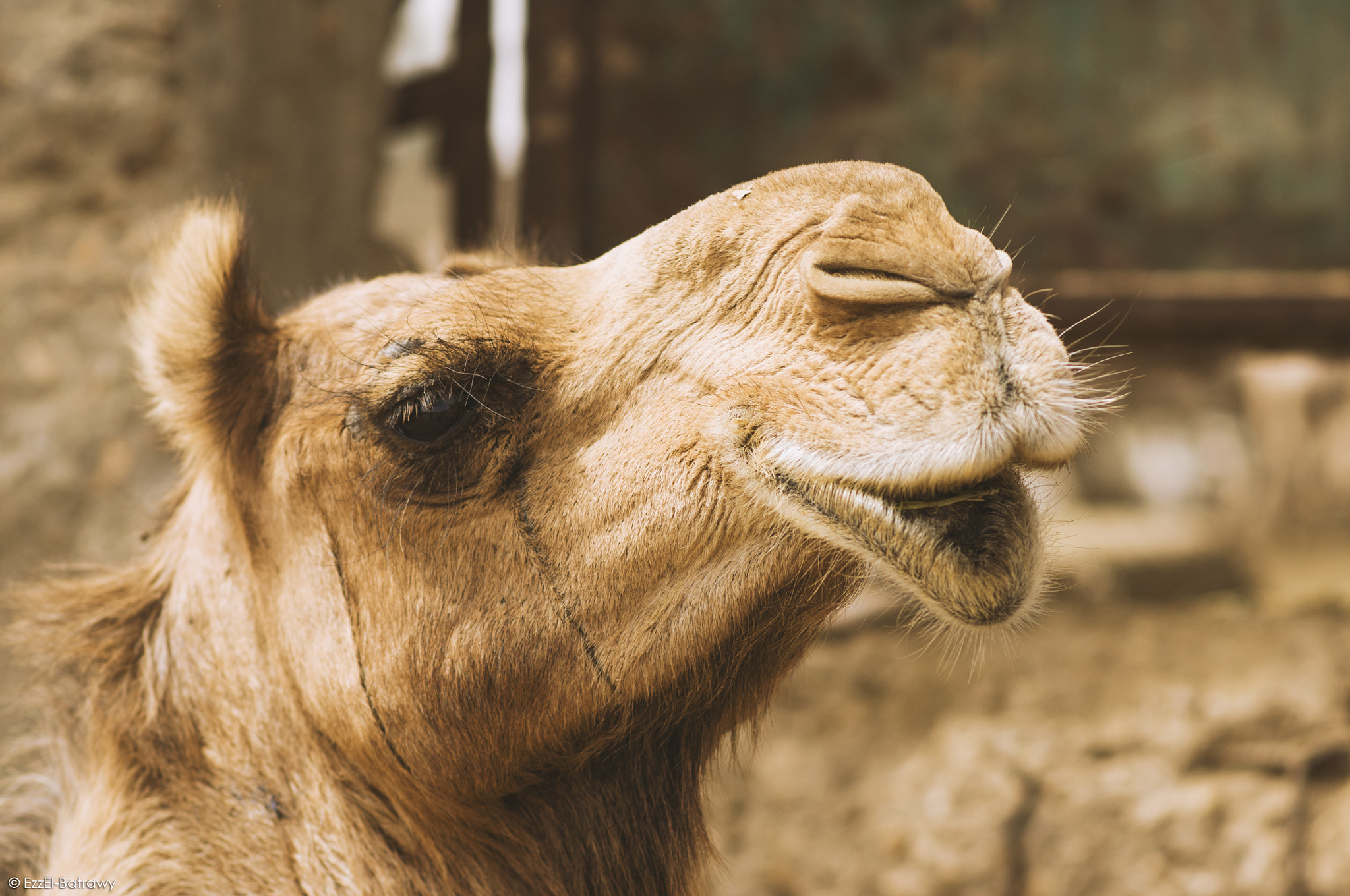 Nikon D90 sample photo. Camels market - story #16 photography