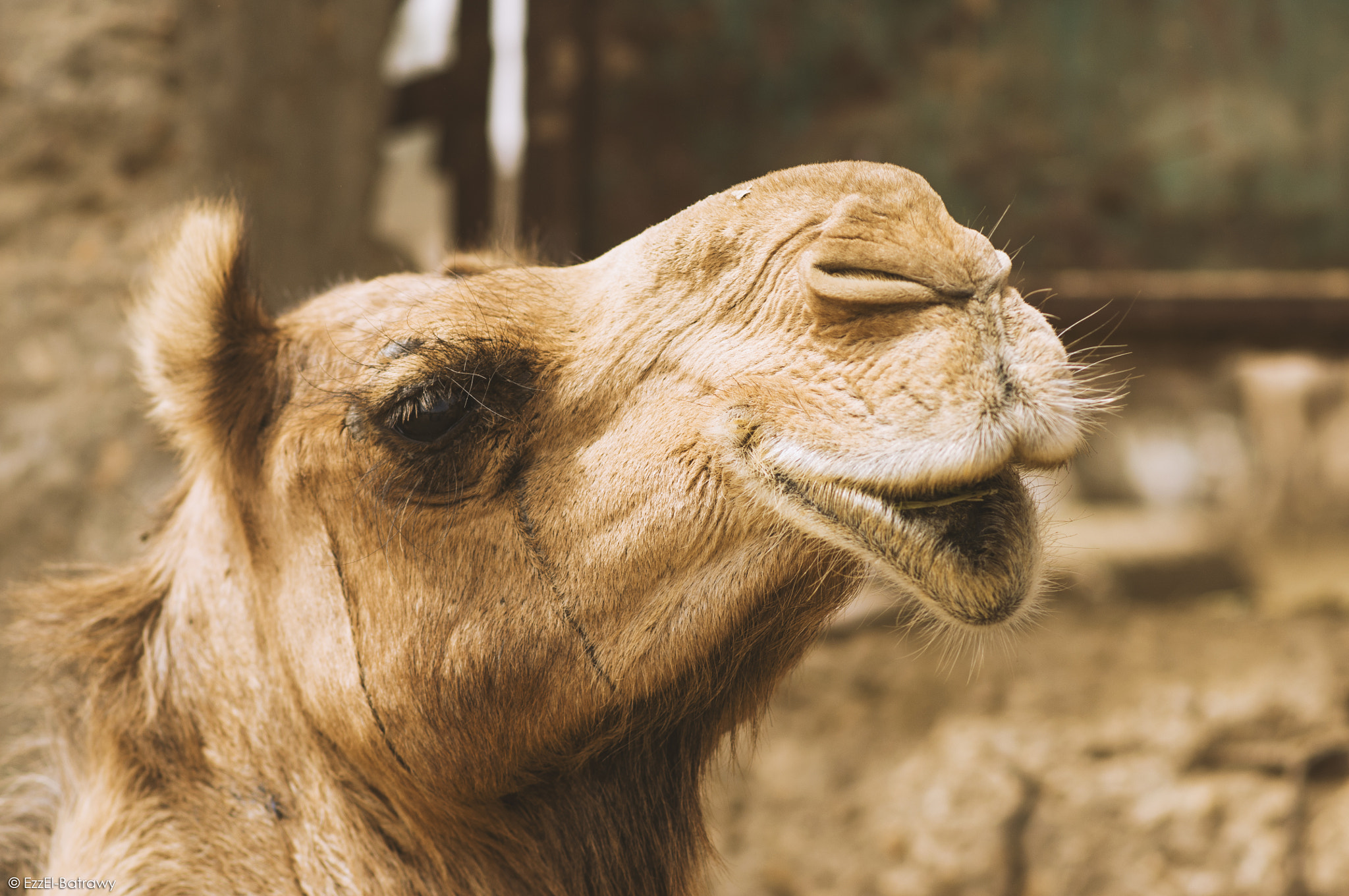 Nikon D90 + Nikon AF-S Nikkor 85mm F1.8G sample photo. Camels market - story #16 photography