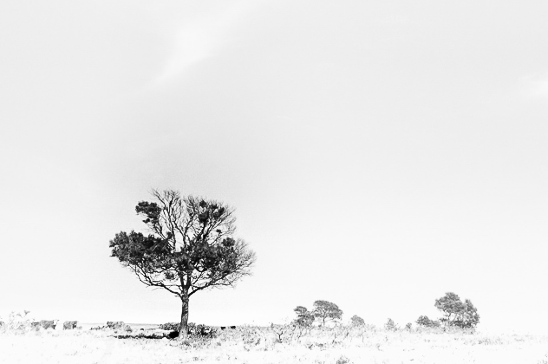 Sigma 17-50mm F2.8 EX DC OS HSM sample photo. B&n photography