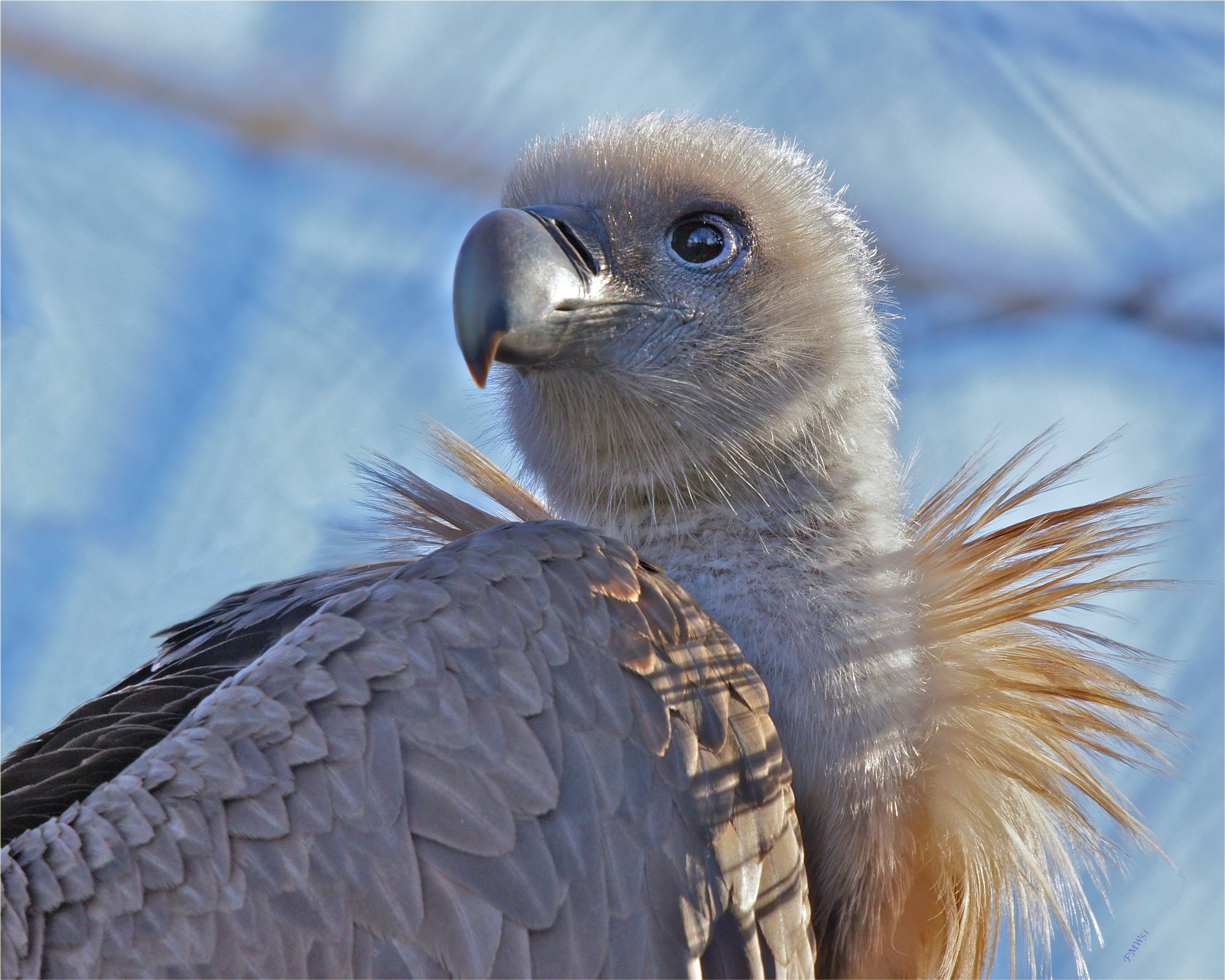 Sony 70-400mm F4-5.6 G SSM sample photo. Eurasian griffon photography