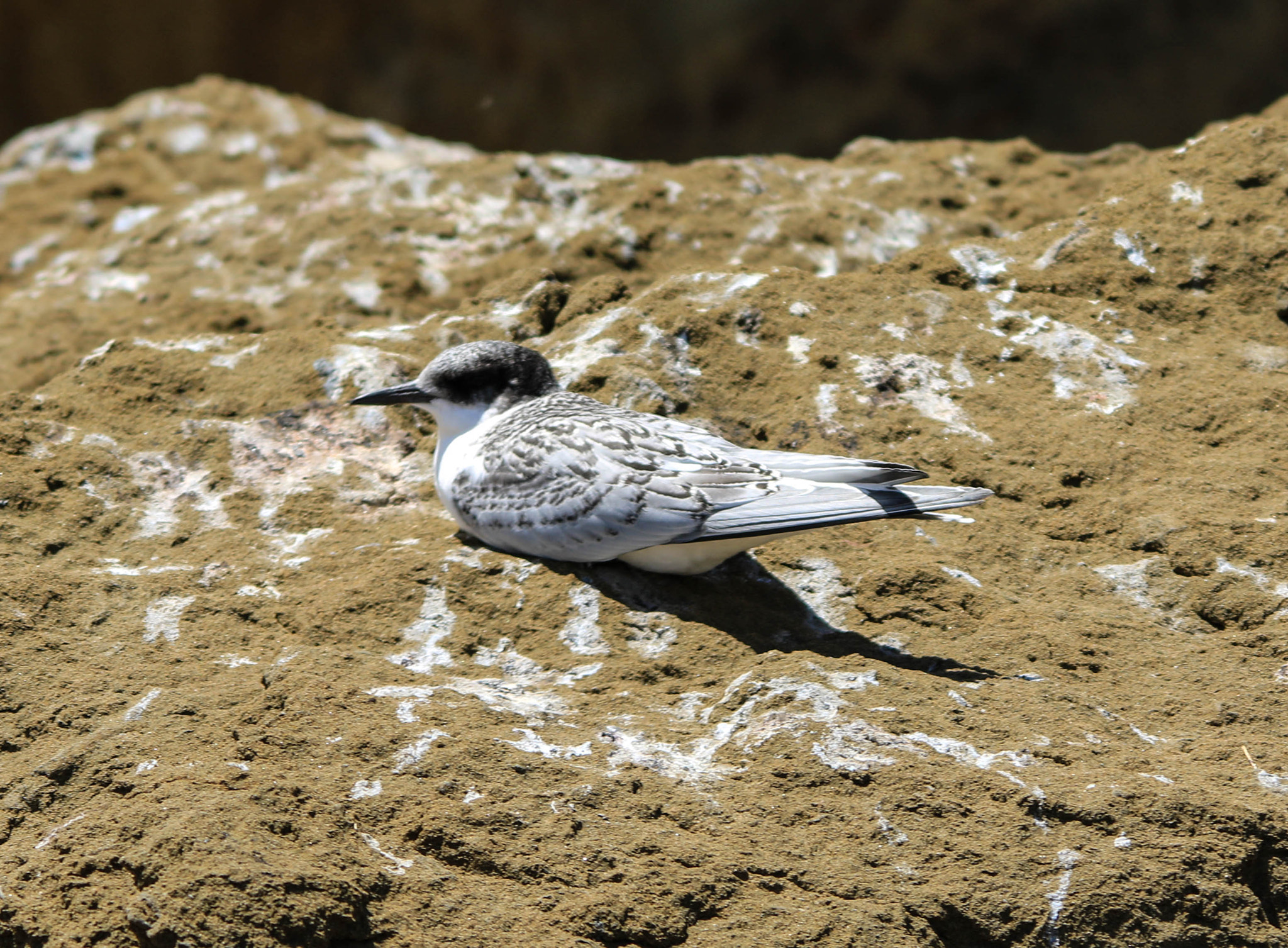 Sigma 150-500mm F5-6.3 DG OS HSM sample photo. Turn chick photography