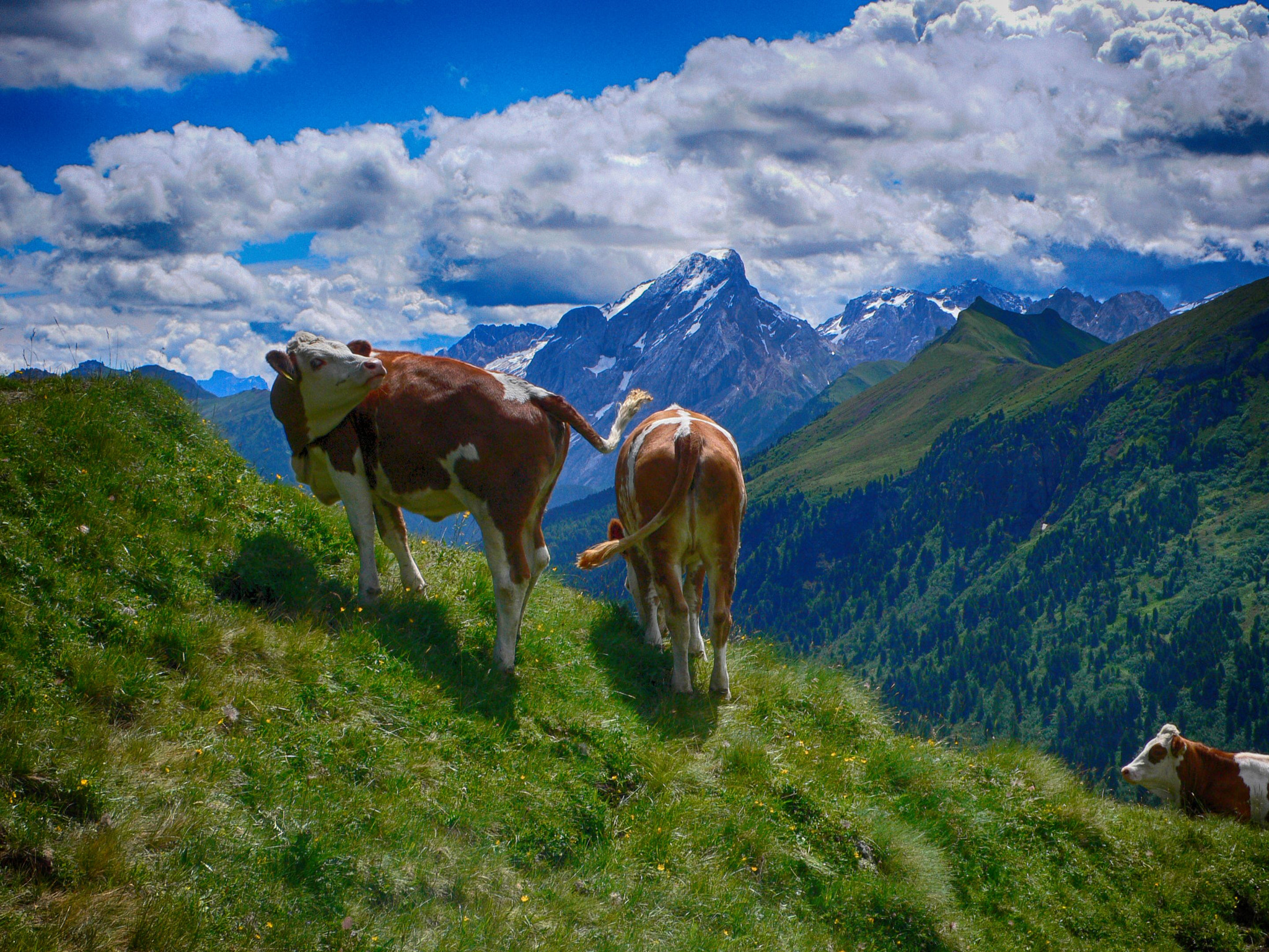 Panasonic DMC-LX1 sample photo. Pasture in the dolomites photography