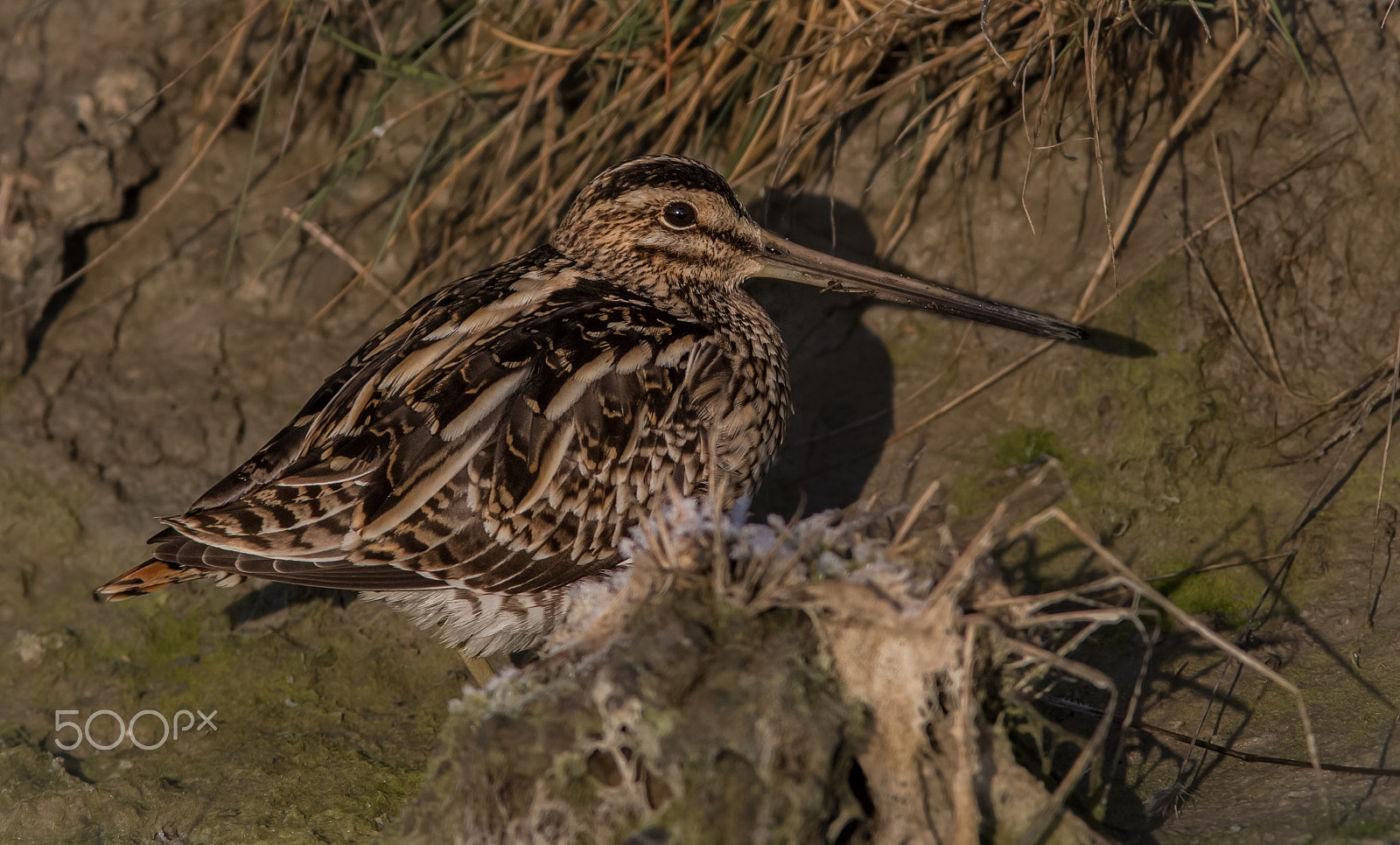 Canon EF 400mm F5.6L USM sample photo. Bécassine des marais photography