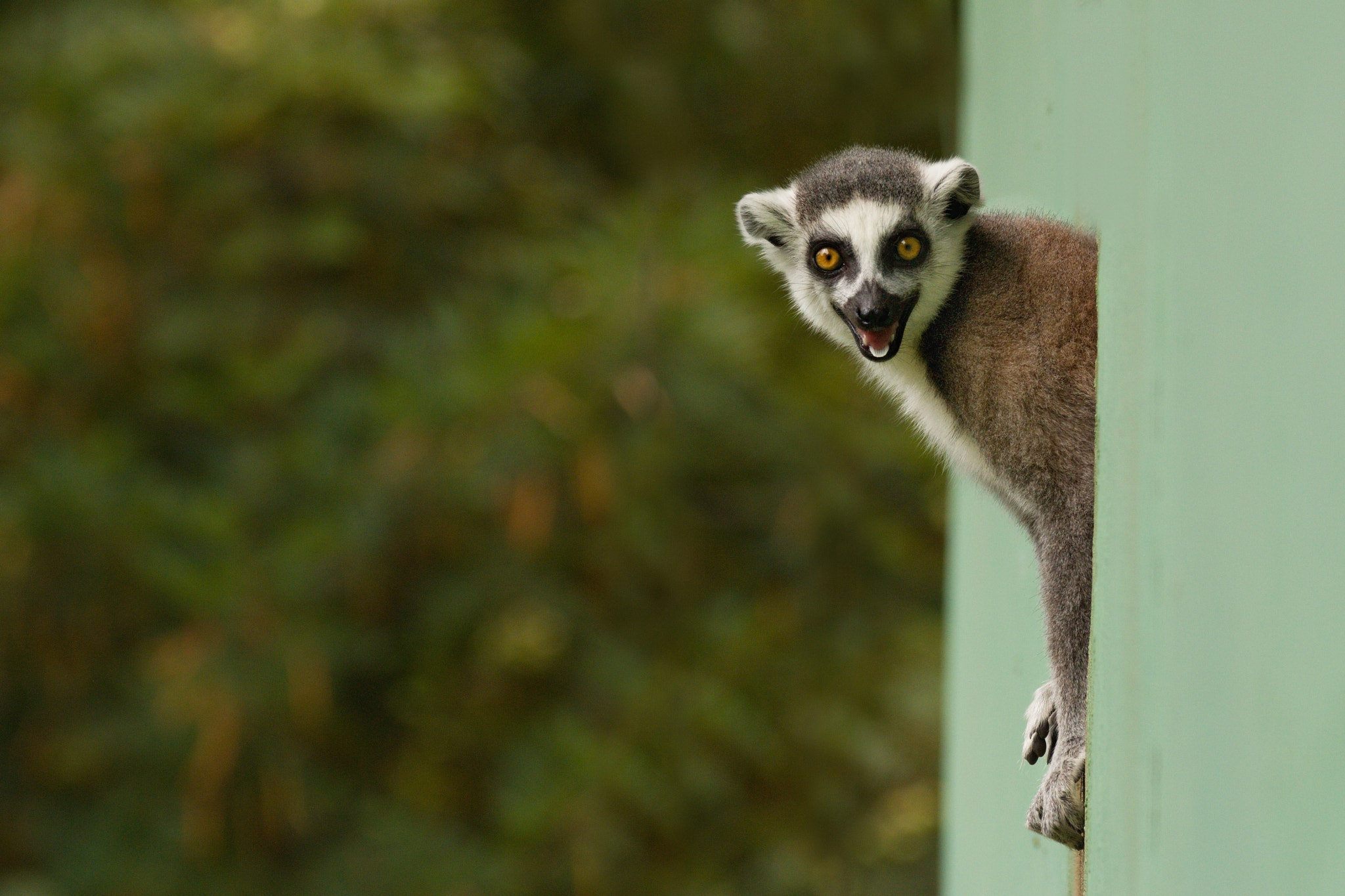 150-600mm F5-6.3 DG OS HSM | Contemporary 015 sample photo. Lemur photography
