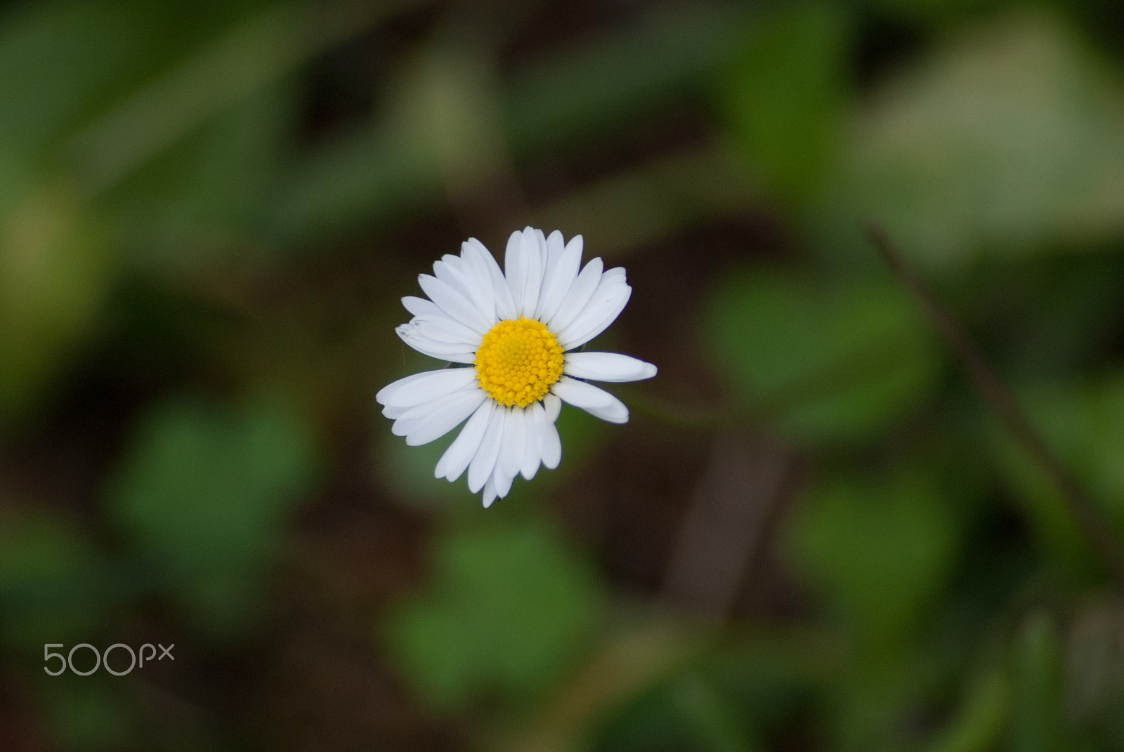 Sony Alpha DSLR-A330 sample photo. My beautiful photo photography