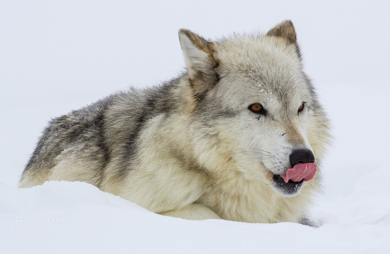 Canon EOS 60D + Canon EF 100-400mm F4.5-5.6L IS II USM sample photo. Wolf relaxing on snow photography