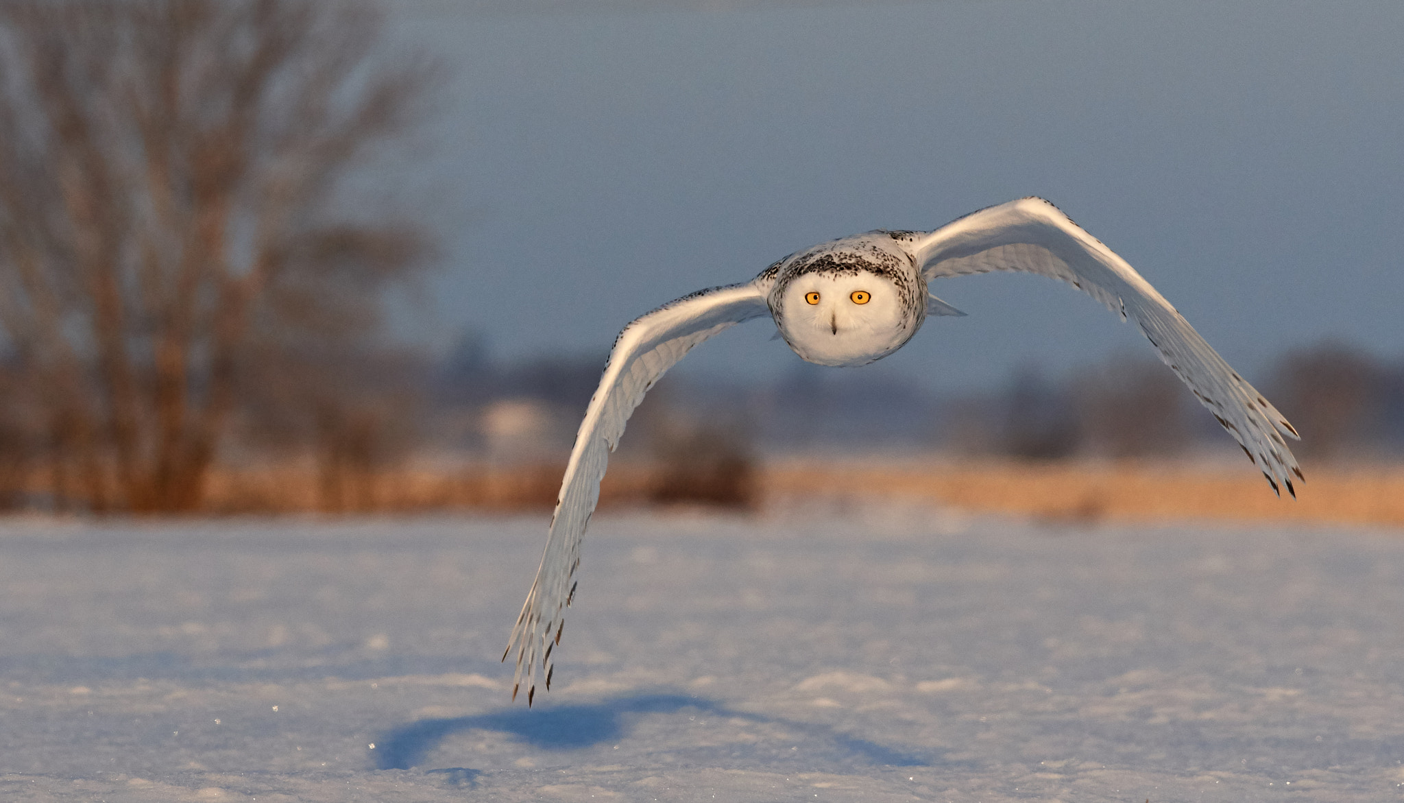 Nikon AF-S Nikkor 200-500mm F5.6E ED VR sample photo. Snowy owl photography