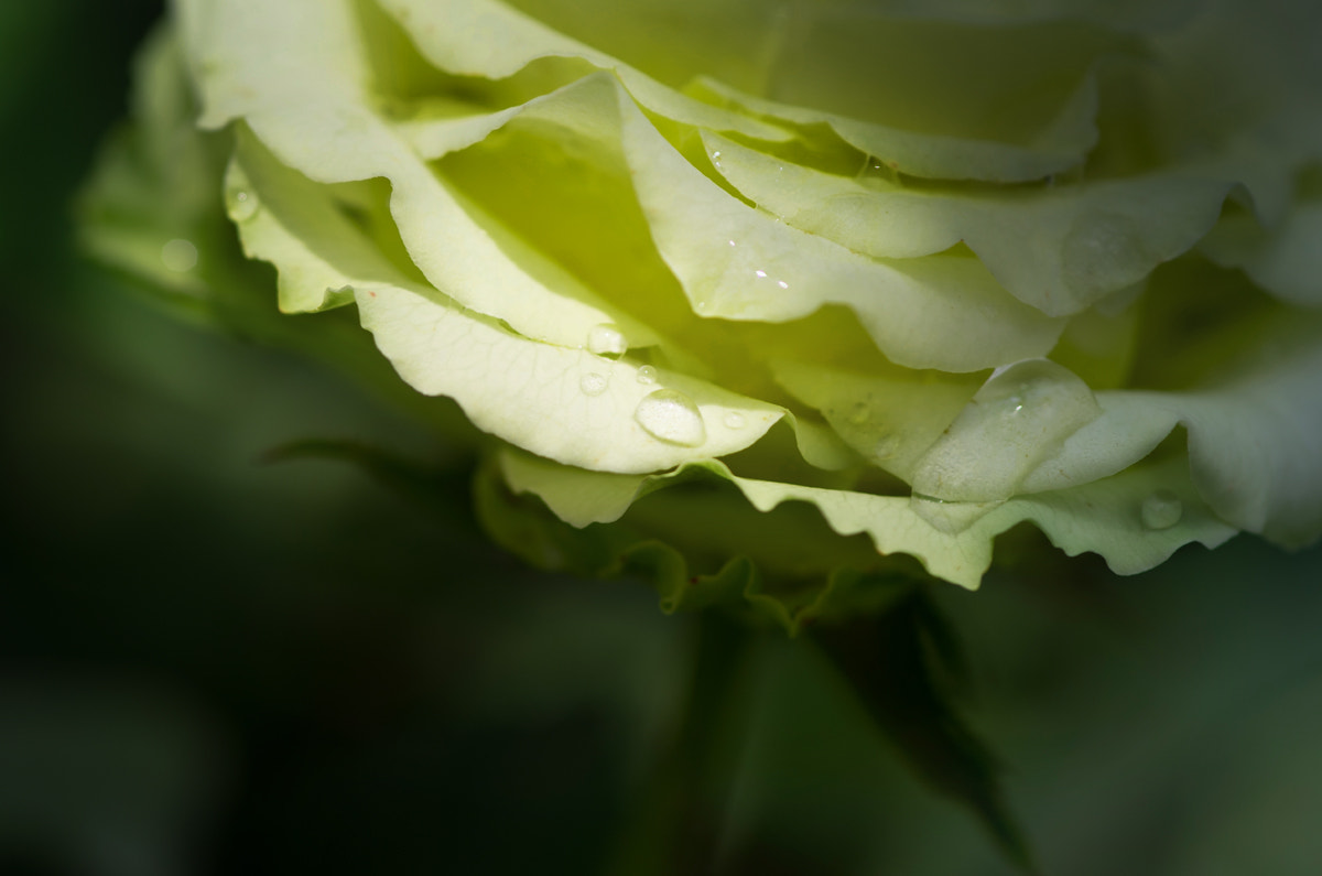 Pentax K-5 sample photo. Green rose photography