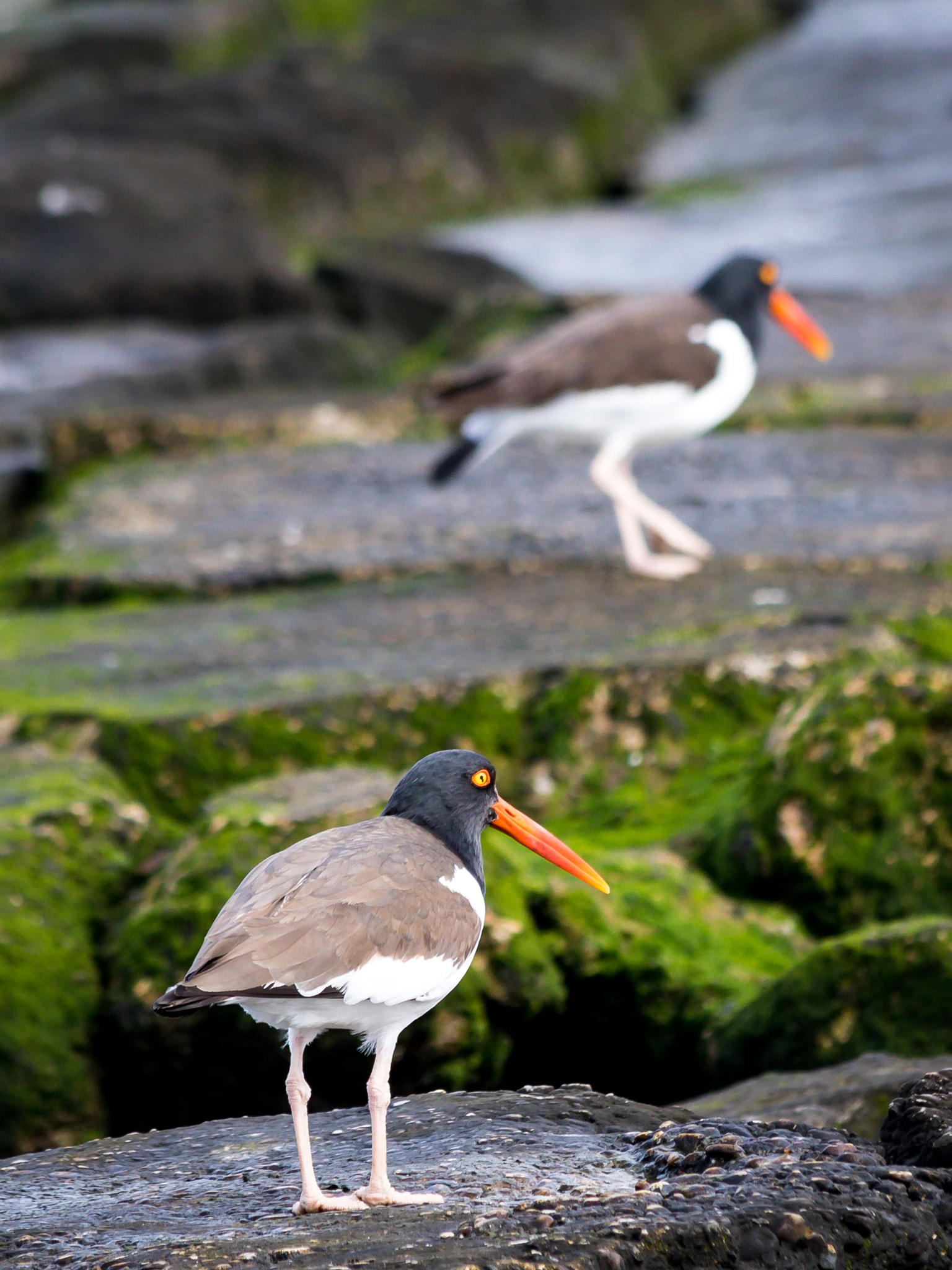 Canon EF 70-300mm F4-5.6 IS USM sample photo. Fort fisher oystercatcher photography