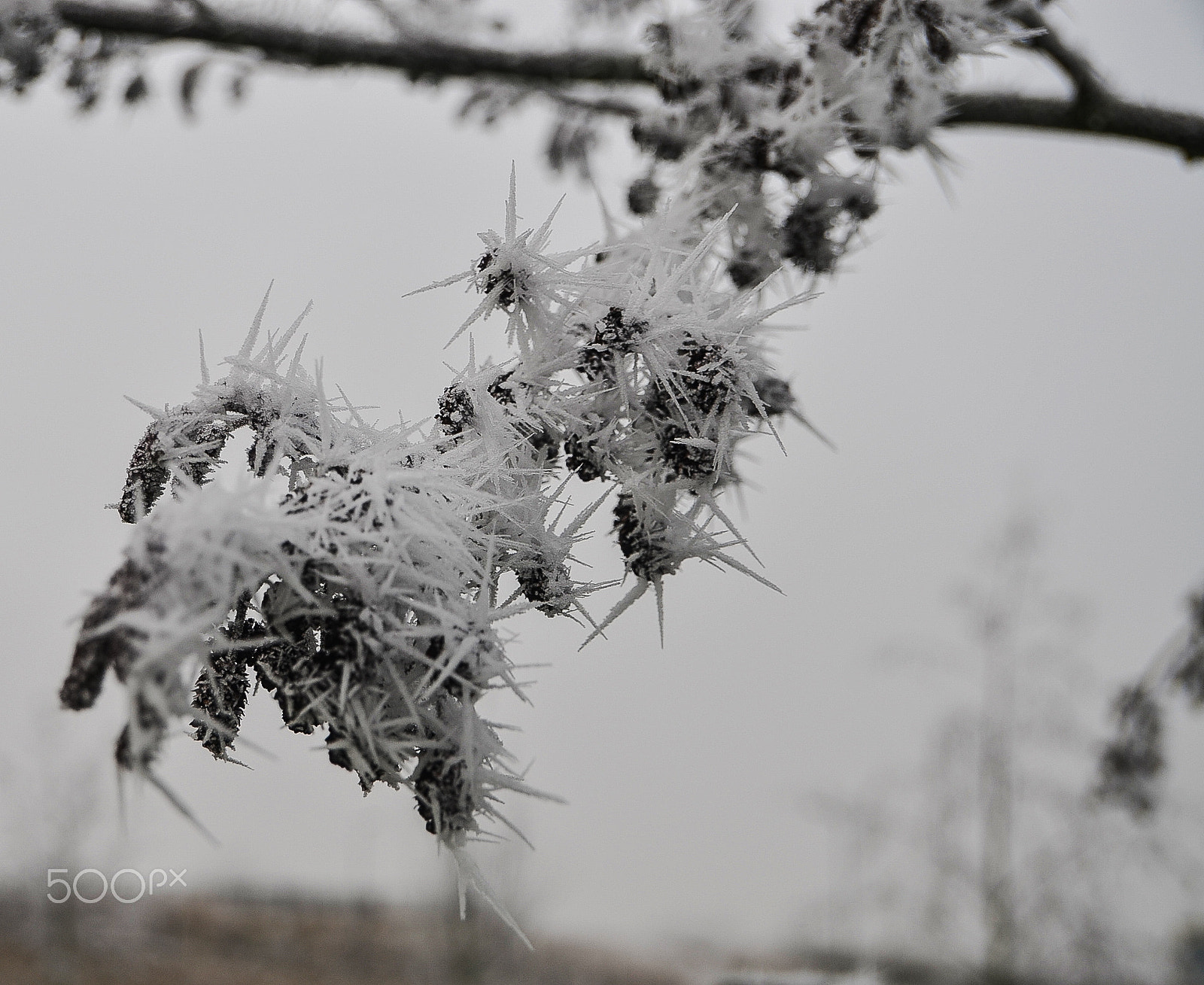 Sigma 18-250mm F3.5-6.3 DC OS HSM sample photo. It was a cold day 1 photography