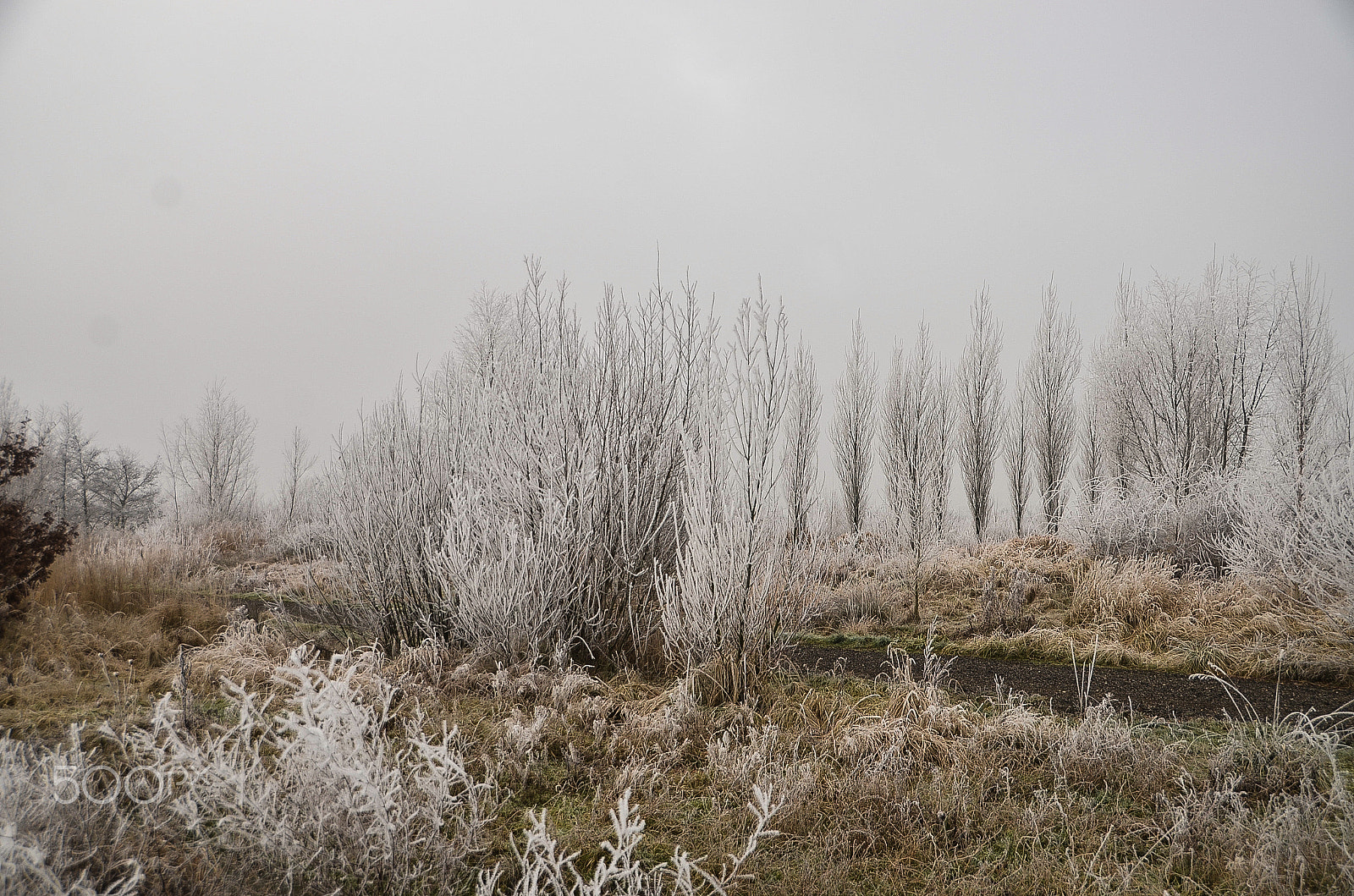 Sigma 18-250mm F3.5-6.3 DC OS HSM sample photo. It was a cold day 2 photography