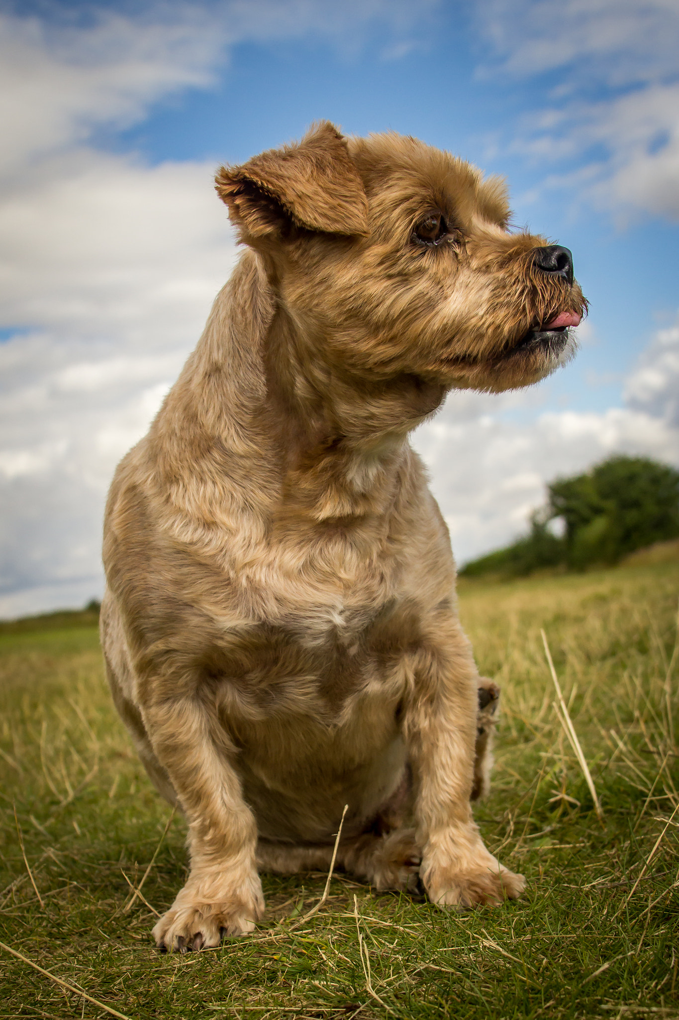 Canon EF 28-135mm F3.5-5.6 IS USM sample photo. Teddy the dog photography