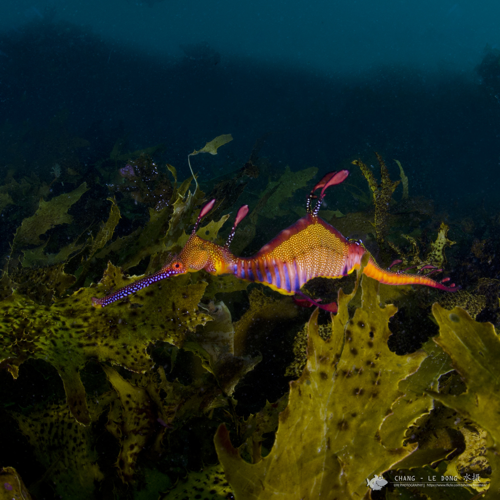 Nikon AF DX Fisheye-Nikkor 10.5mm F2.8G ED sample photo. Weedy seadragon photography