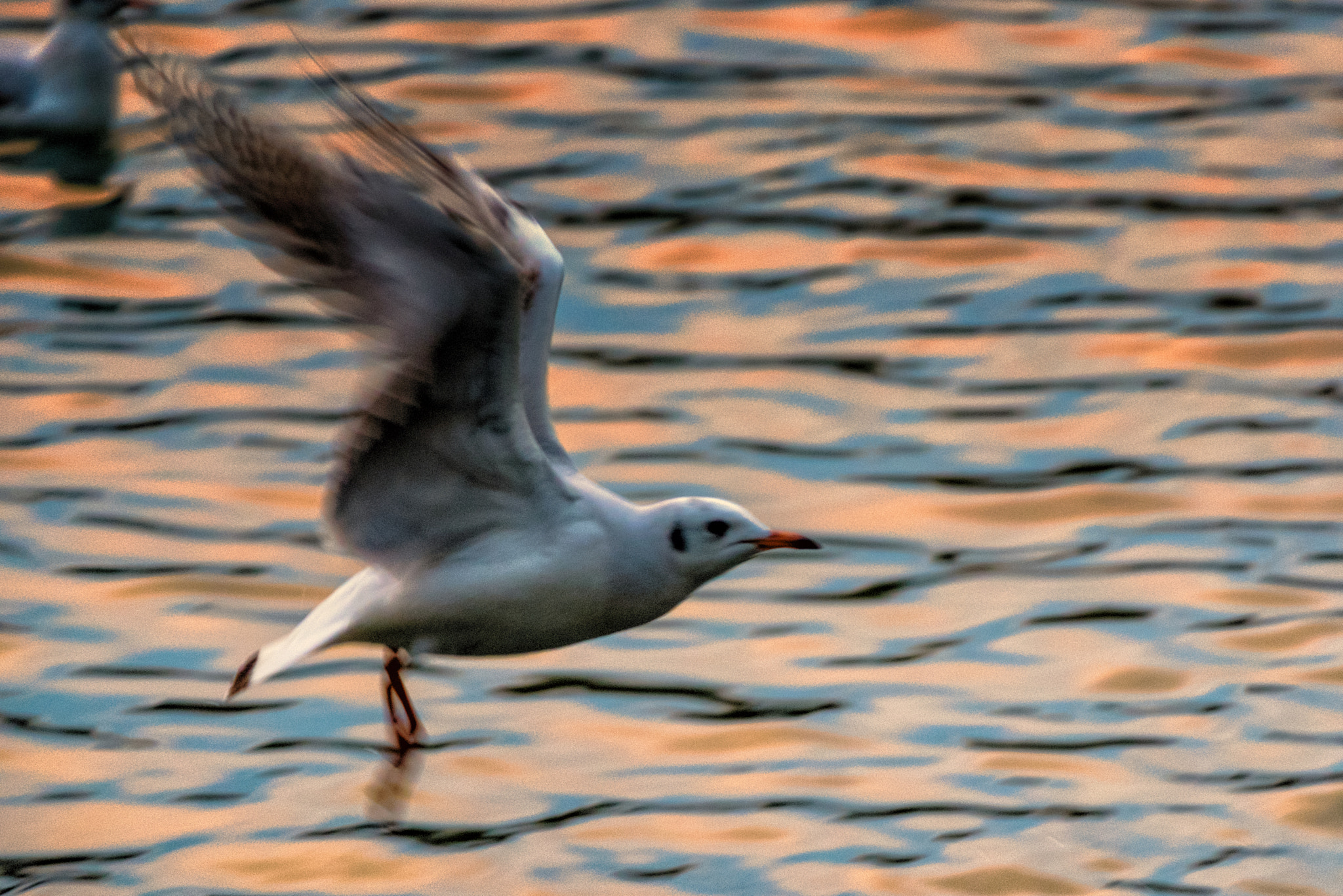 Fujifilm X-T10 sample photo. Gull (p)  photography