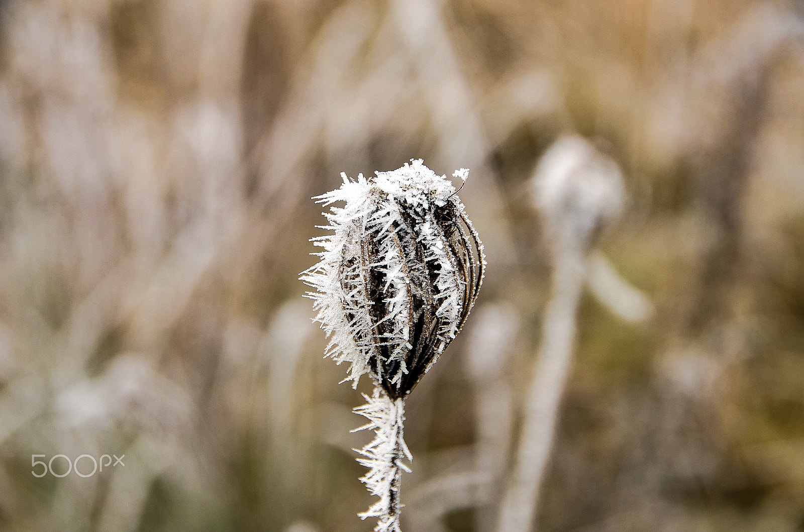 Sigma 18-250mm F3.5-6.3 DC OS HSM sample photo. It was a cold day 3 photography
