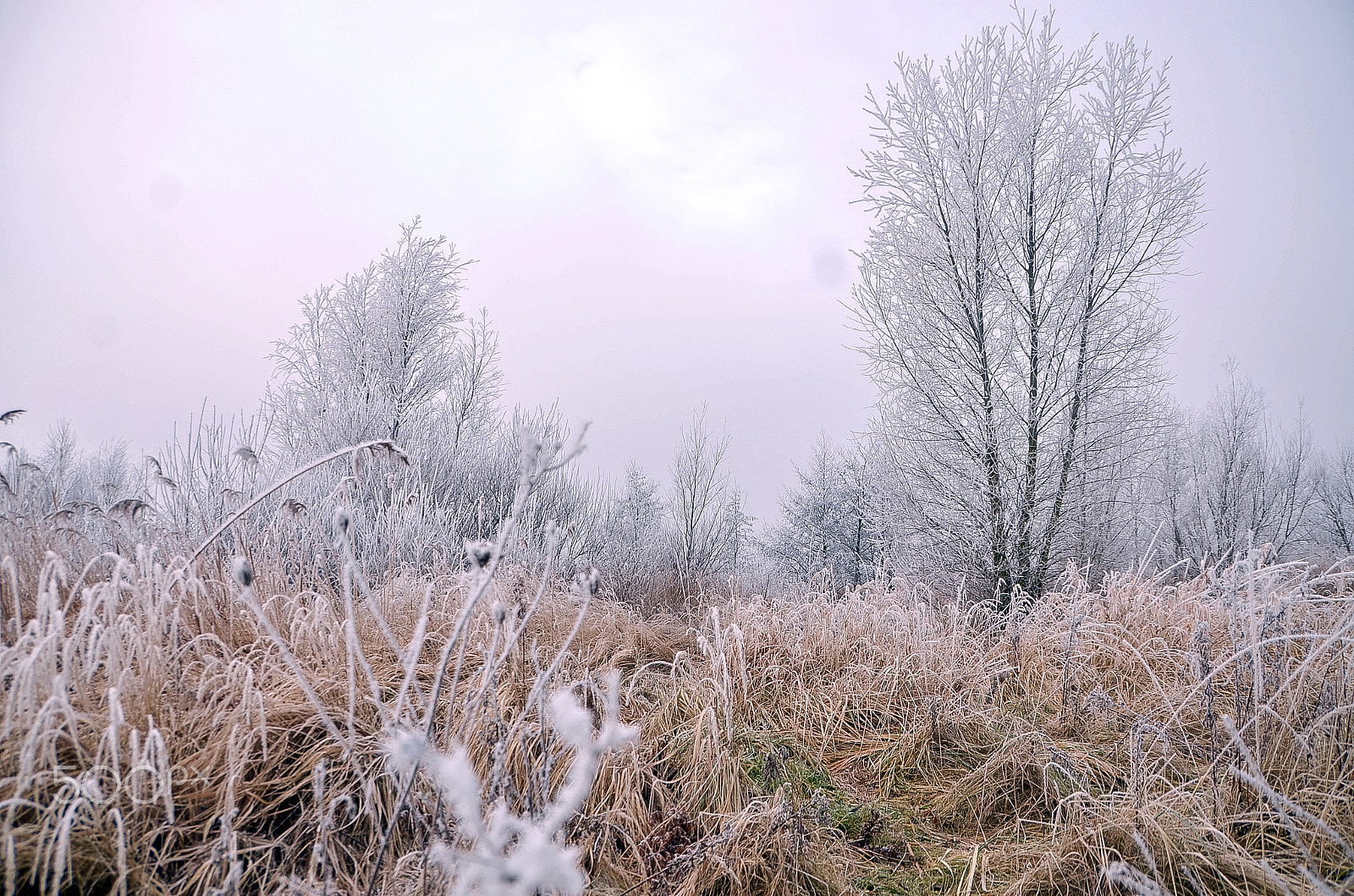 Nikon D7000 + Sigma 18-250mm F3.5-6.3 DC OS HSM sample photo. It was a cold day 4 photography