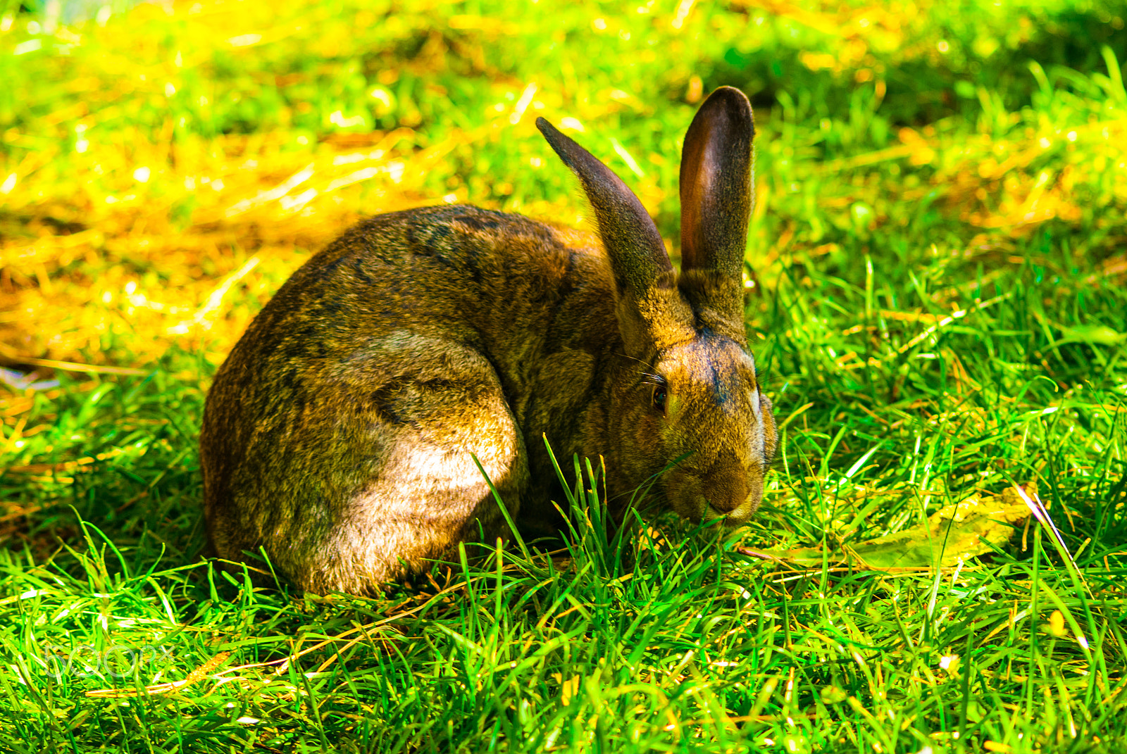 Sony Alpha DSLR-A330 + Sigma 70-300mm F4-5.6 DL Macro sample photo. Italy animals photography