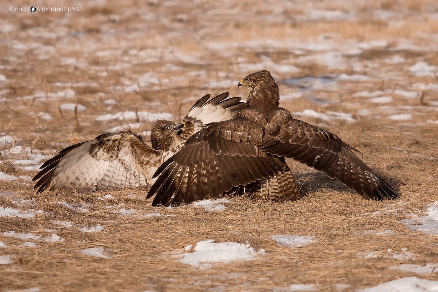 Sigma 50-500mm f/4-6.3 APO HSM EX sample photo. Defeated... photography