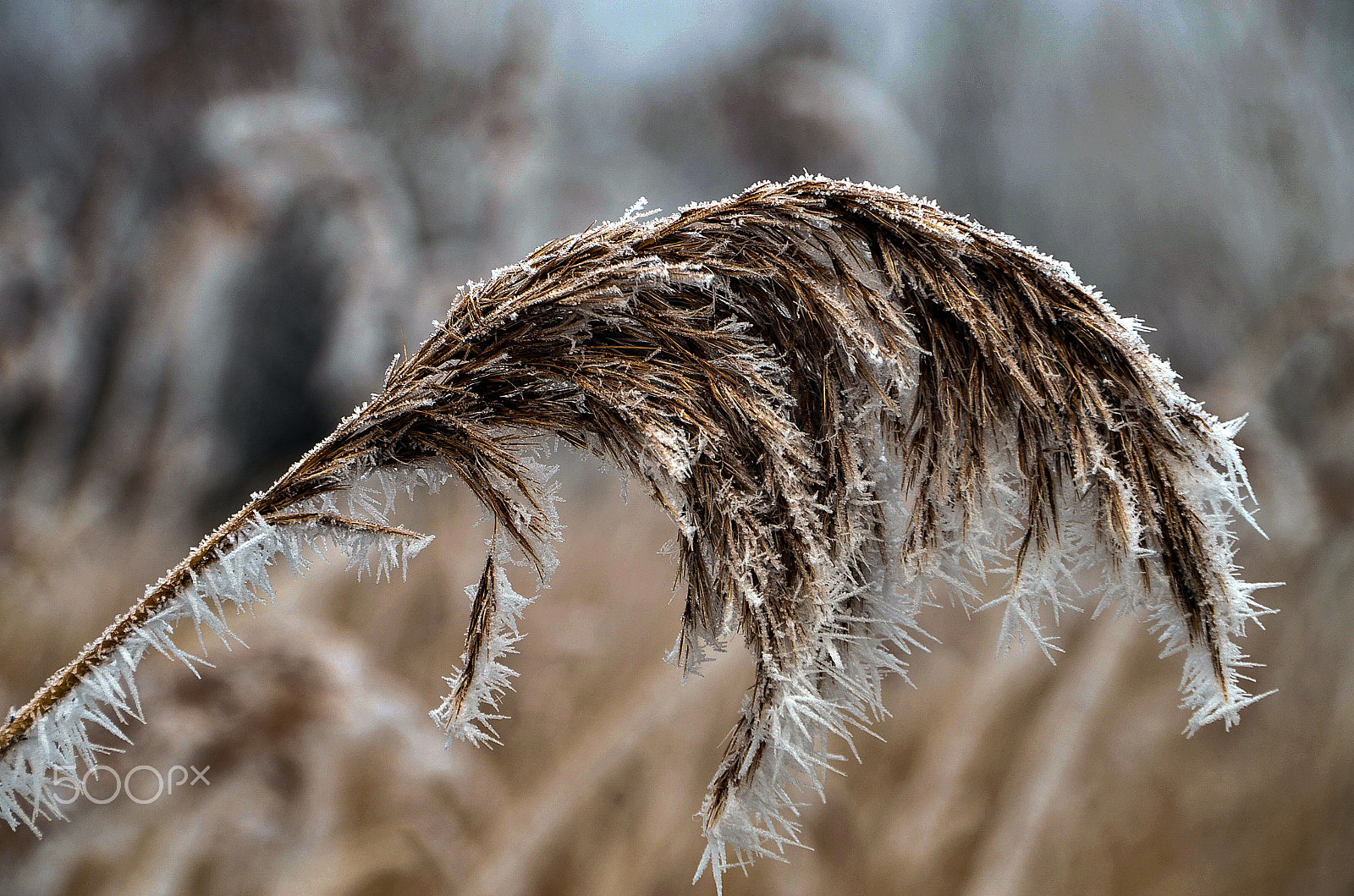 Nikon D7000 sample photo. It was a cold day 5 photography