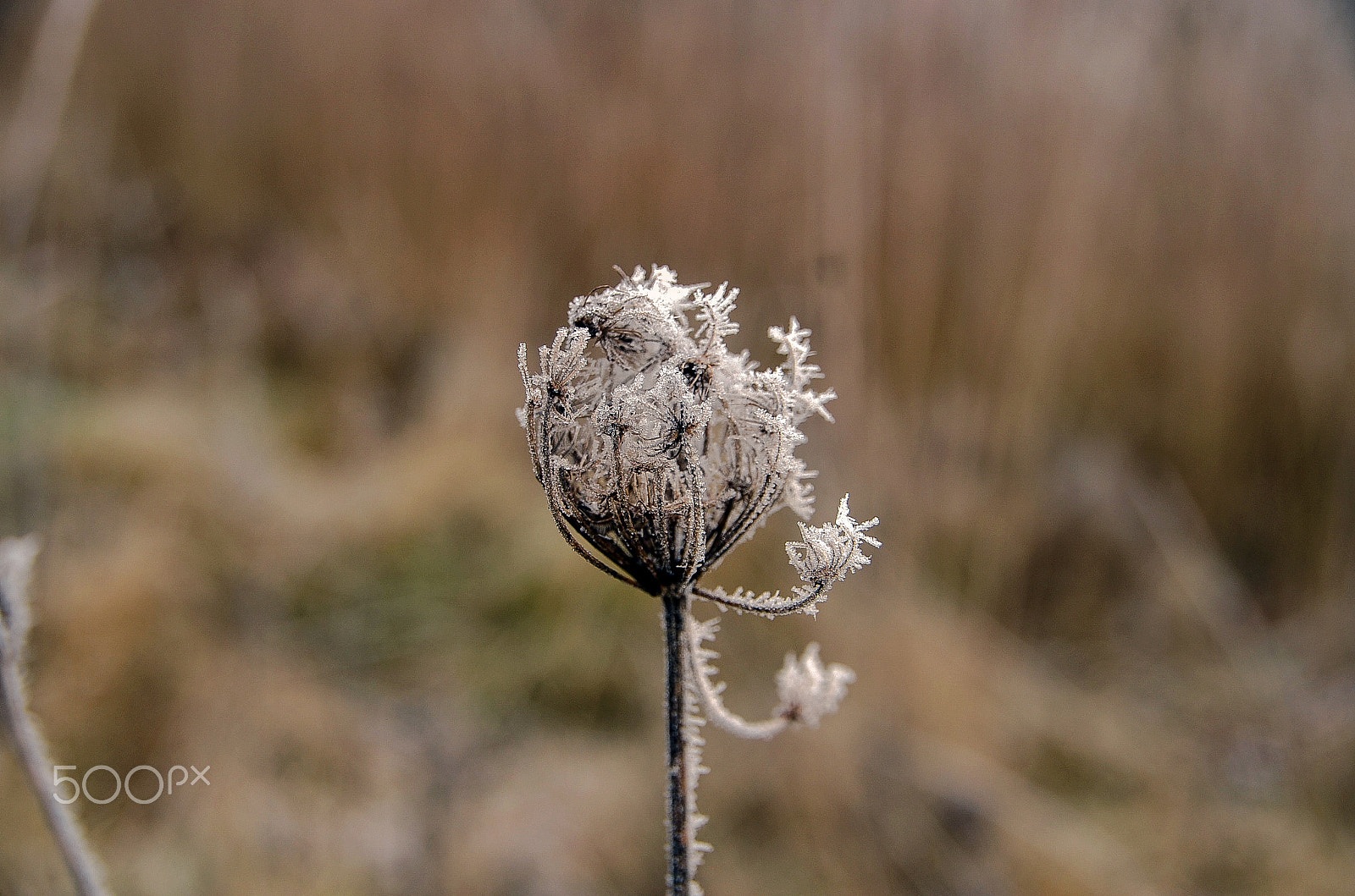 Sigma 18-250mm F3.5-6.3 DC OS HSM sample photo. It was a cold day 6 photography