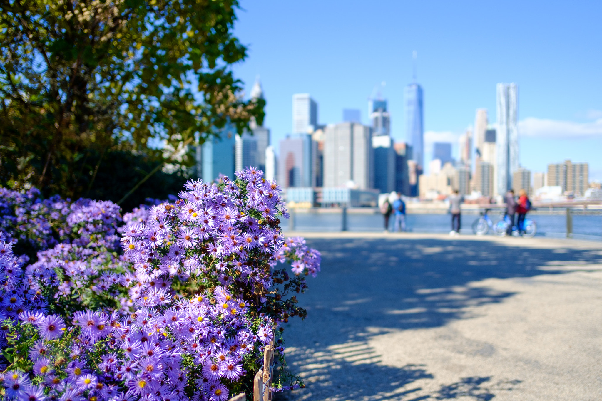 Fujifilm X-E1 sample photo. Waterfront bloom photography