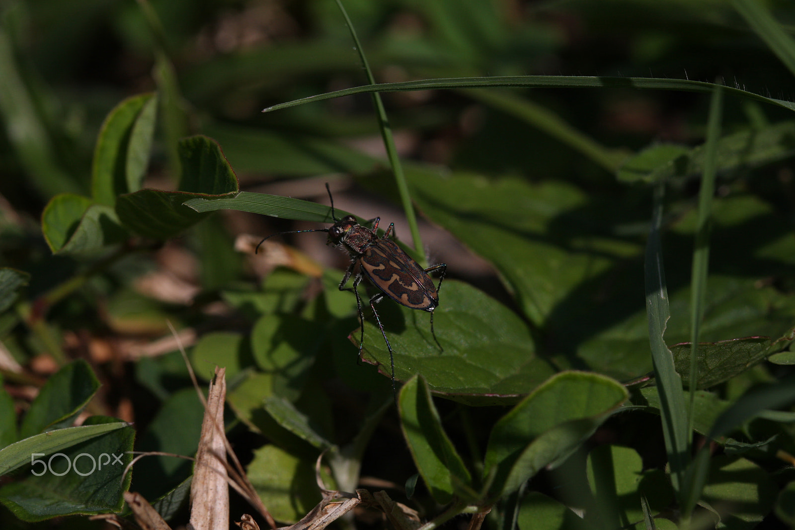 Canon EF 100mm F2.8 Macro USM sample photo. Tiger beetle photography
